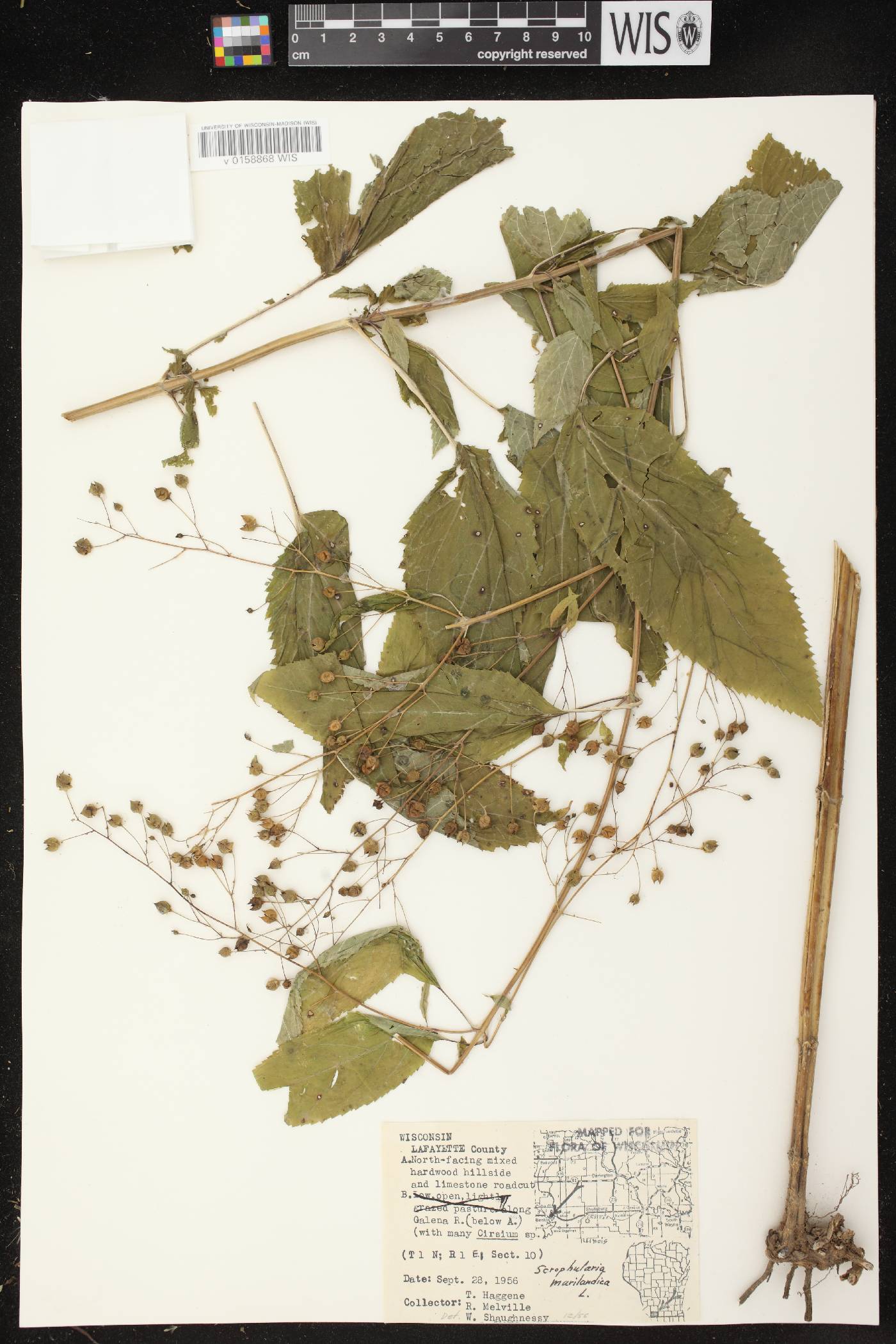 Scrophularia marilandica image