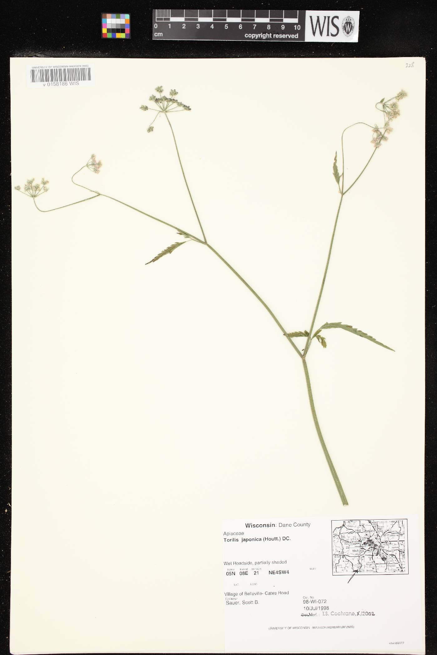 Torilis japonica image
