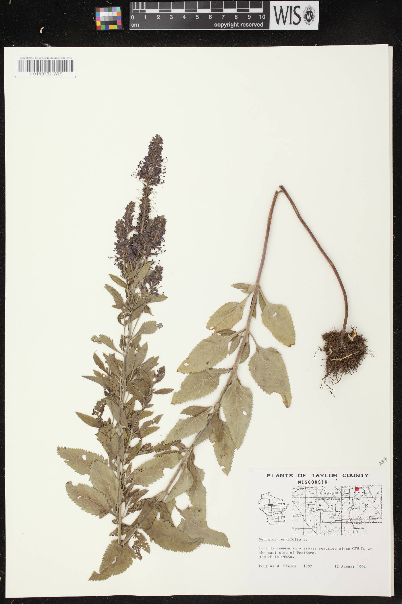Veronica longifolia image