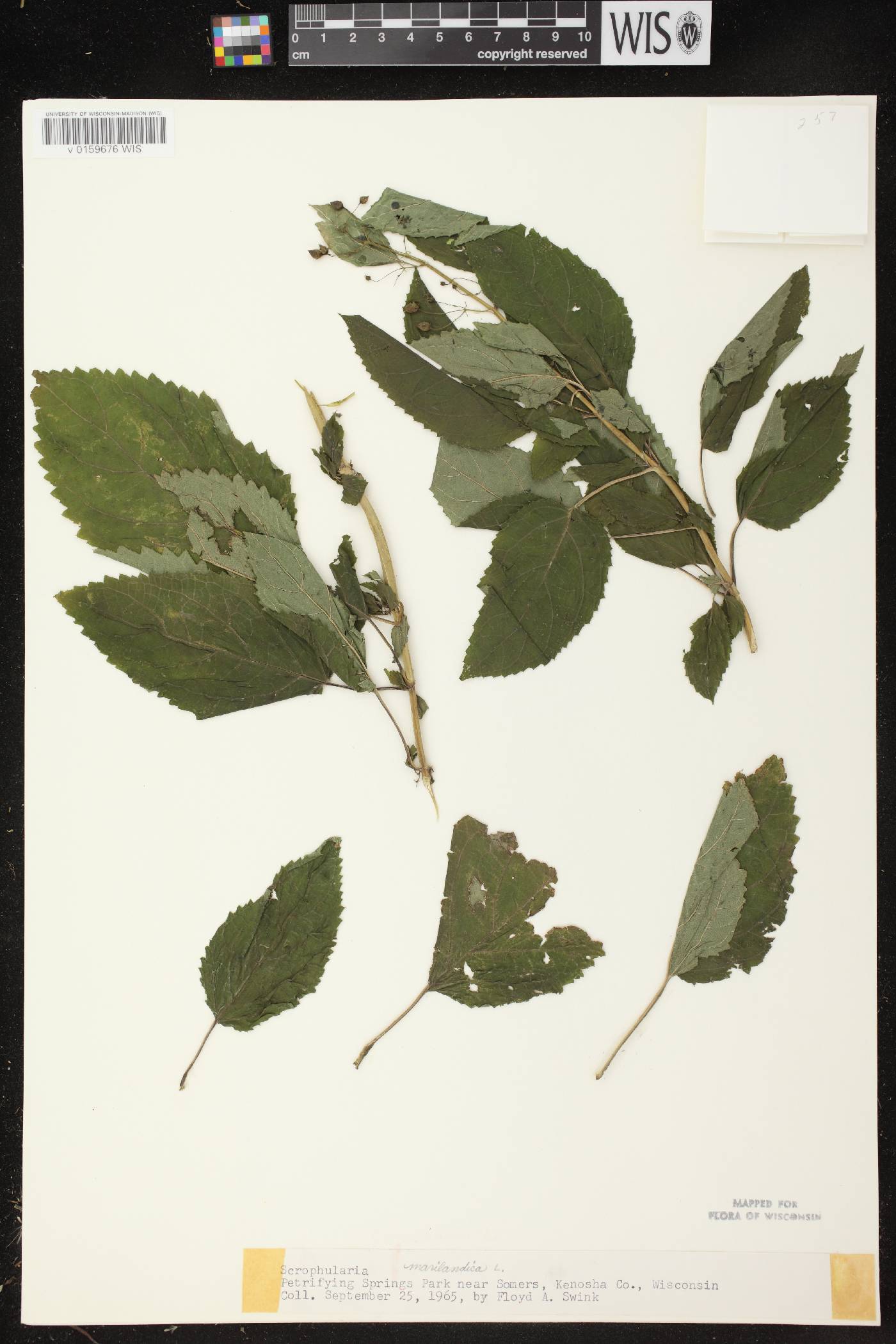 Scrophularia marilandica image