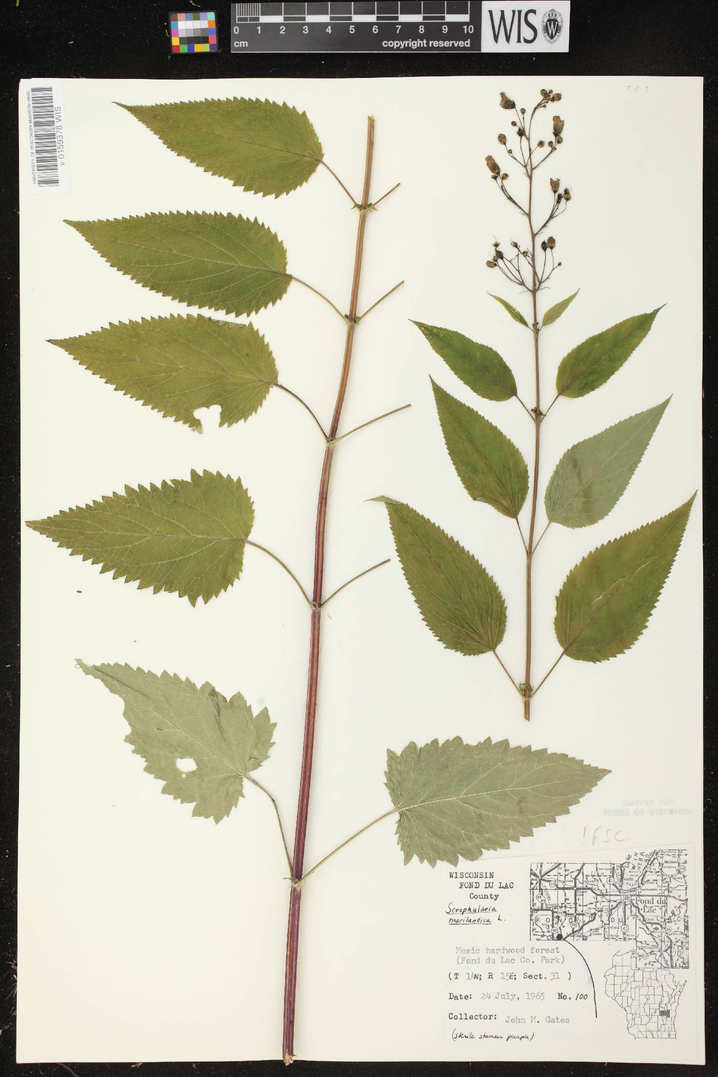 Scrophularia marilandica image