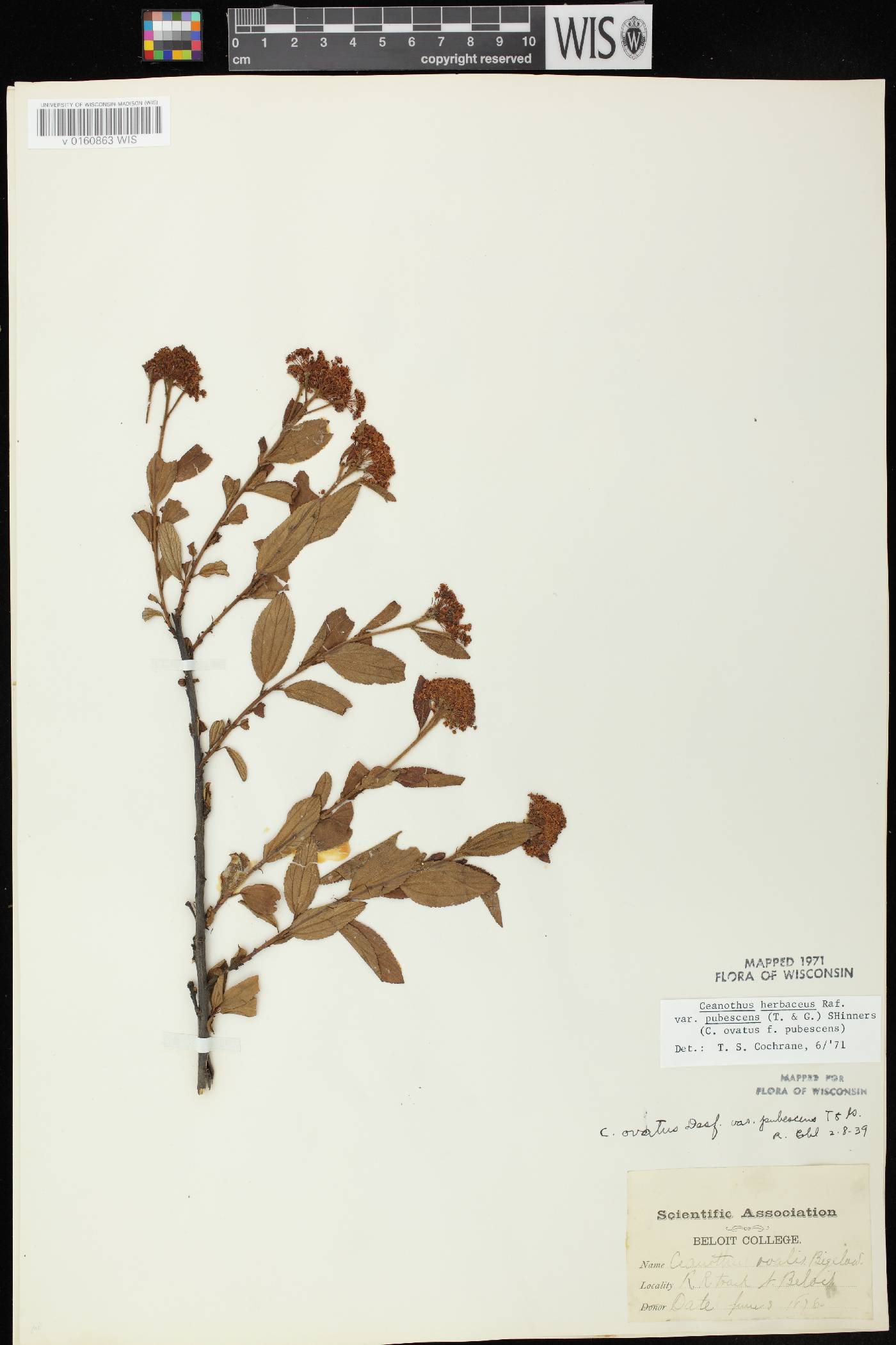 Ceanothus herbaceus image