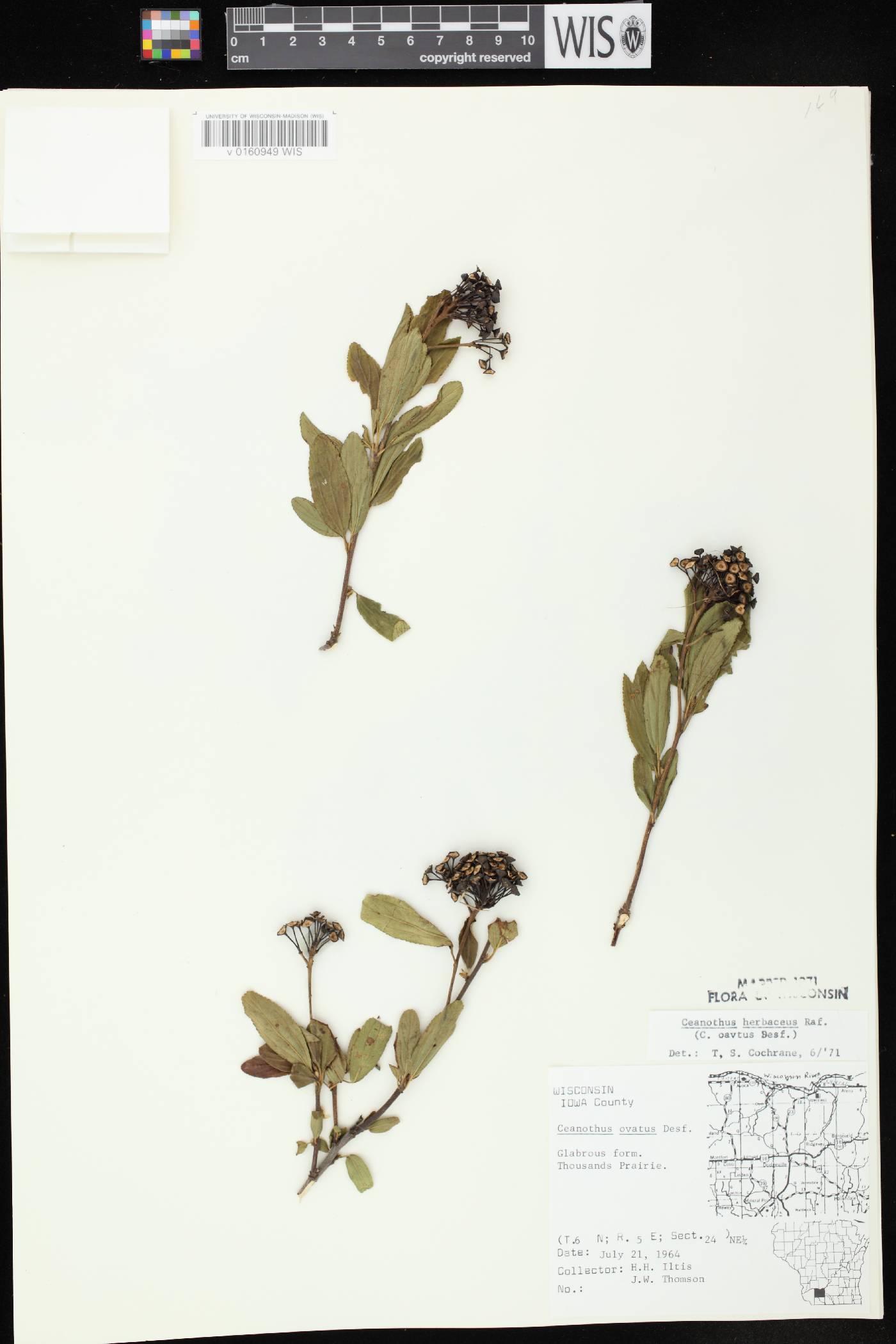 Ceanothus herbaceus image