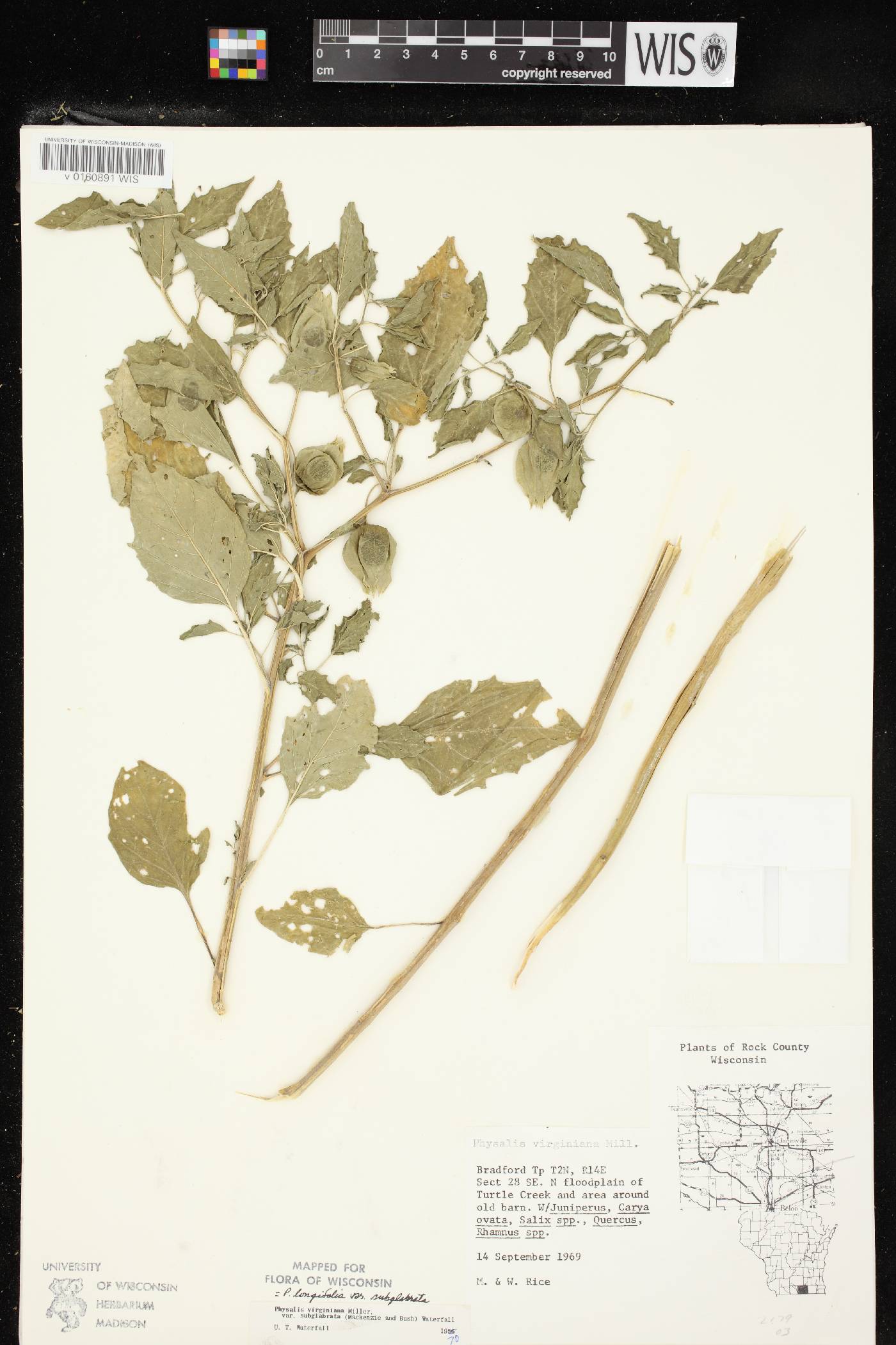Physalis longifolia image