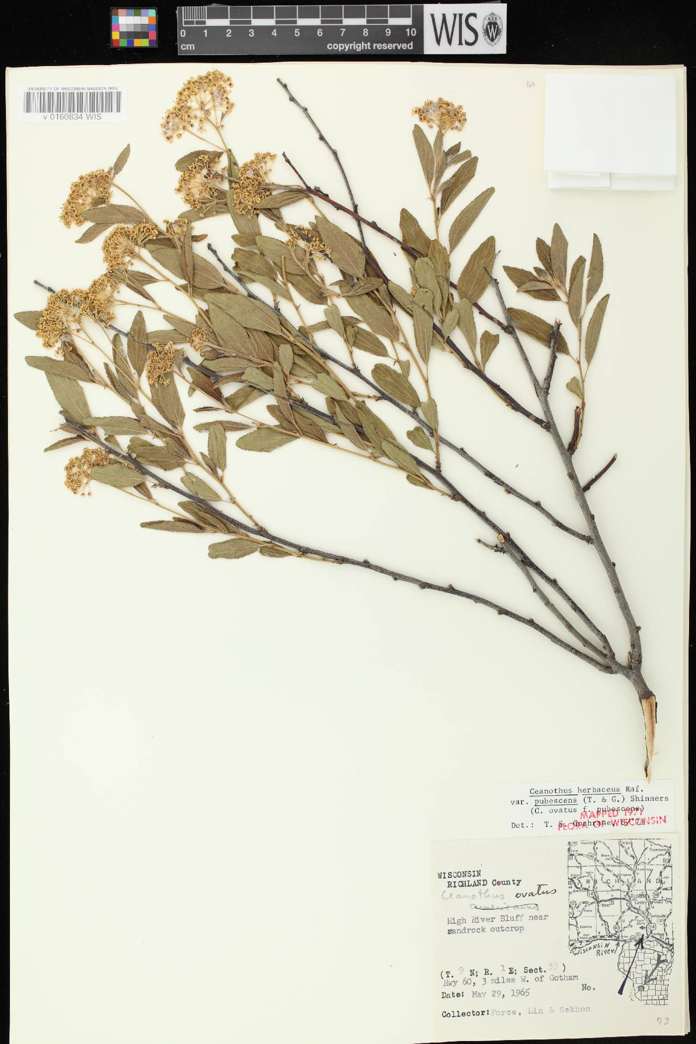 Ceanothus herbaceus image