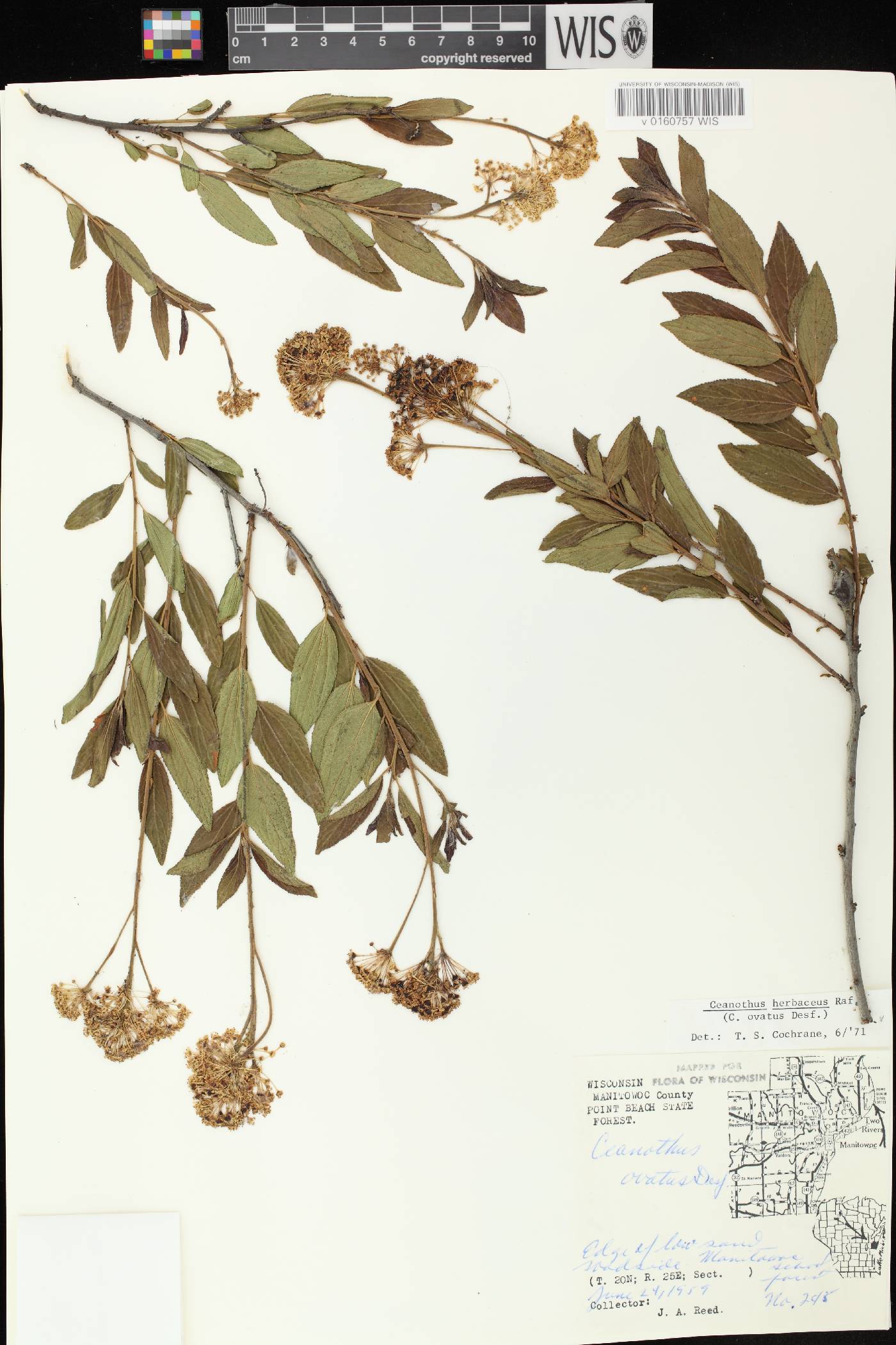Ceanothus herbaceus image