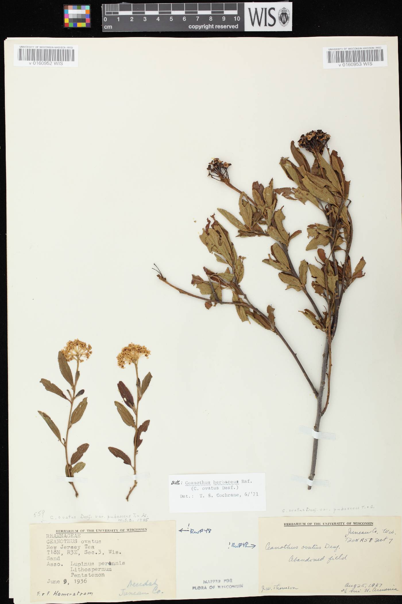 Ceanothus herbaceus image
