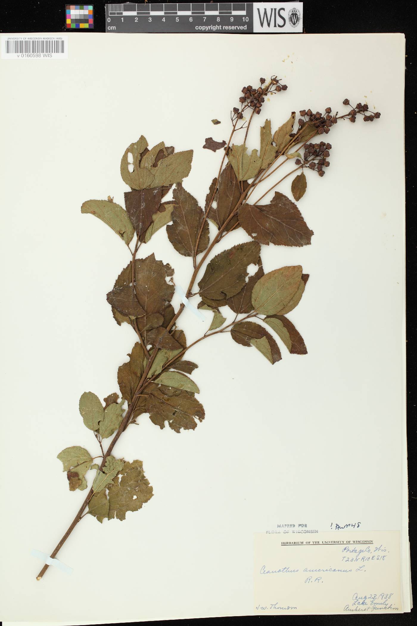 Ceanothus americanus image