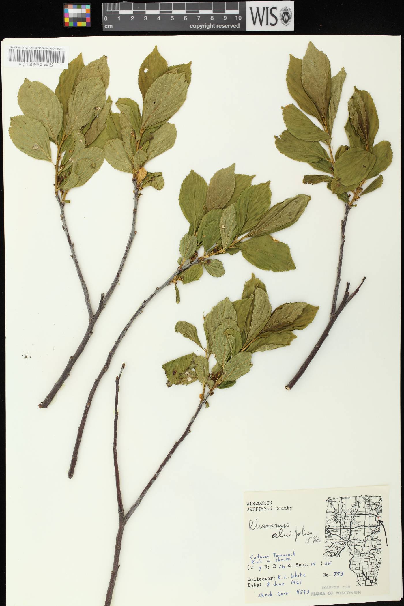 Rhamnus alnifolia image