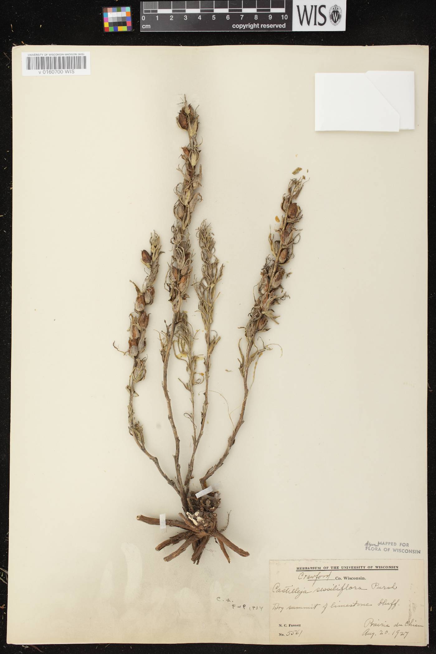 Castilleja sessiliflora image