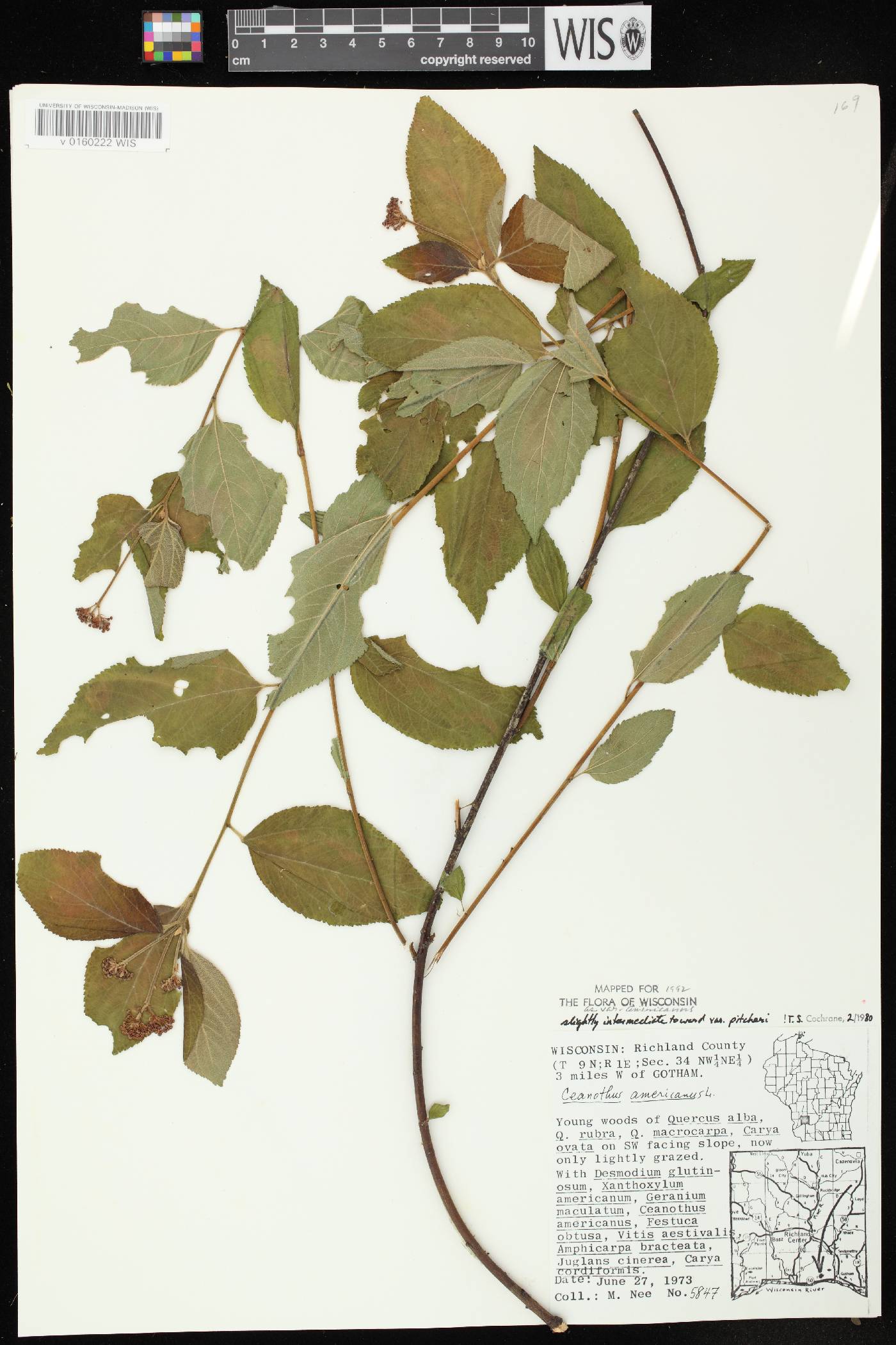 Ceanothus americanus image