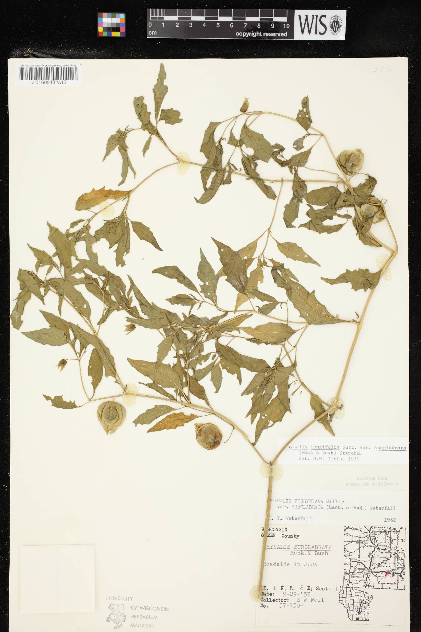 Physalis longifolia image
