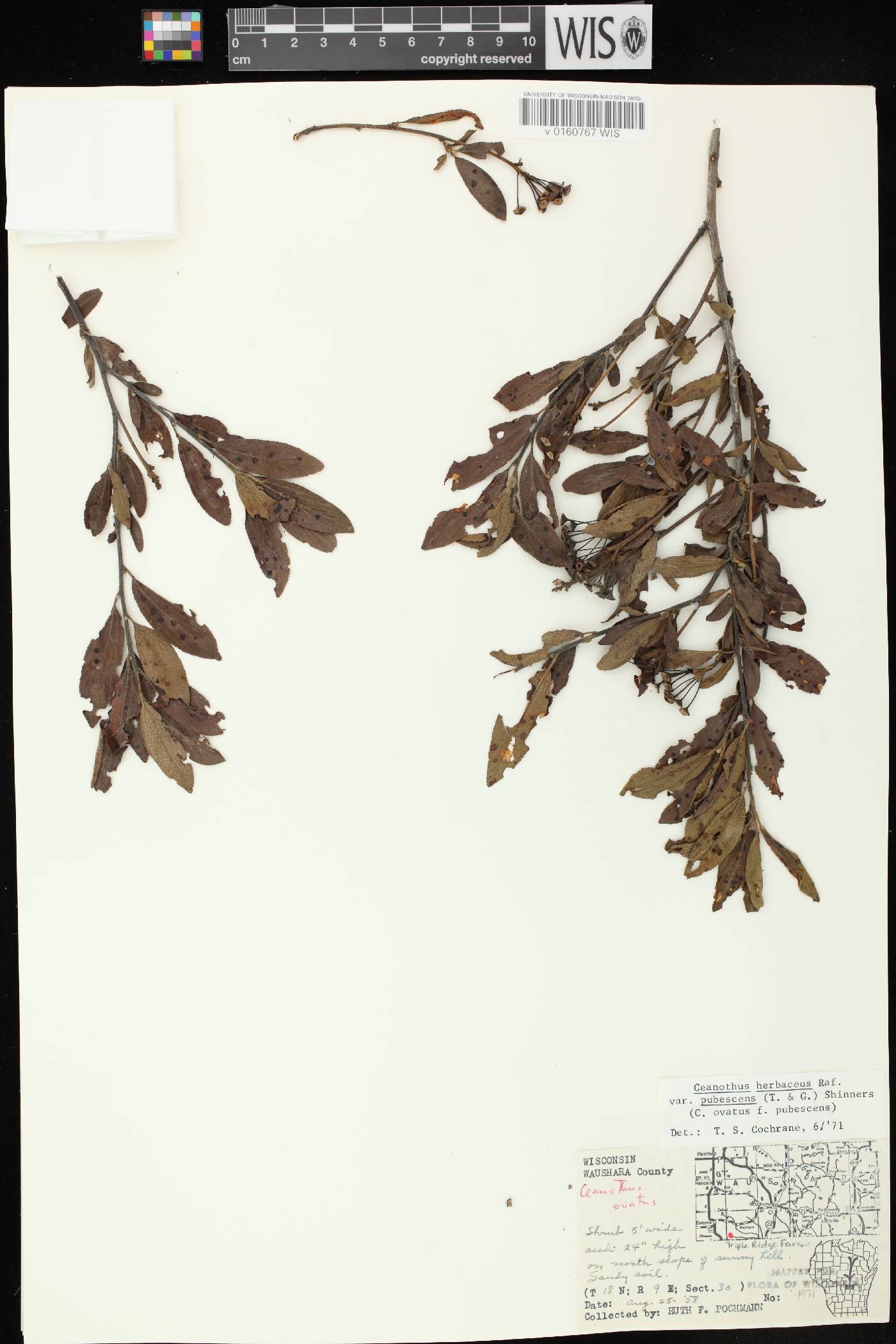 Ceanothus herbaceus image