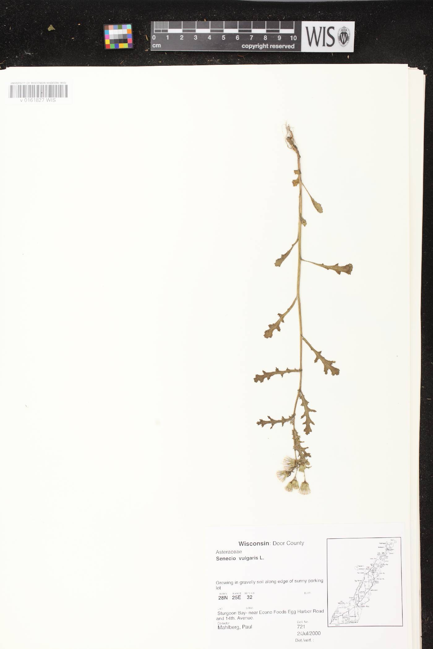 Senecio vulgaris image