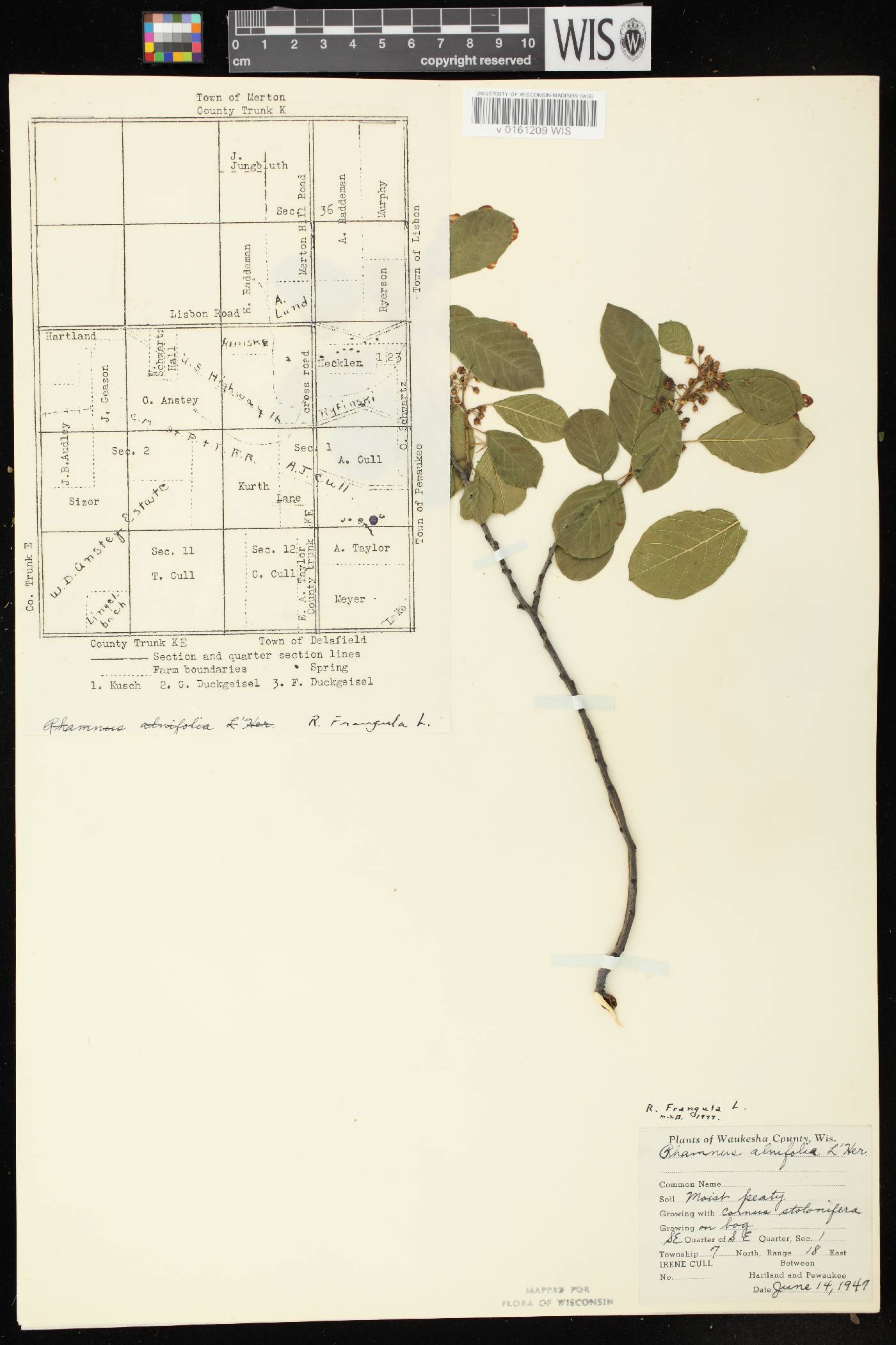 Frangula alnus image