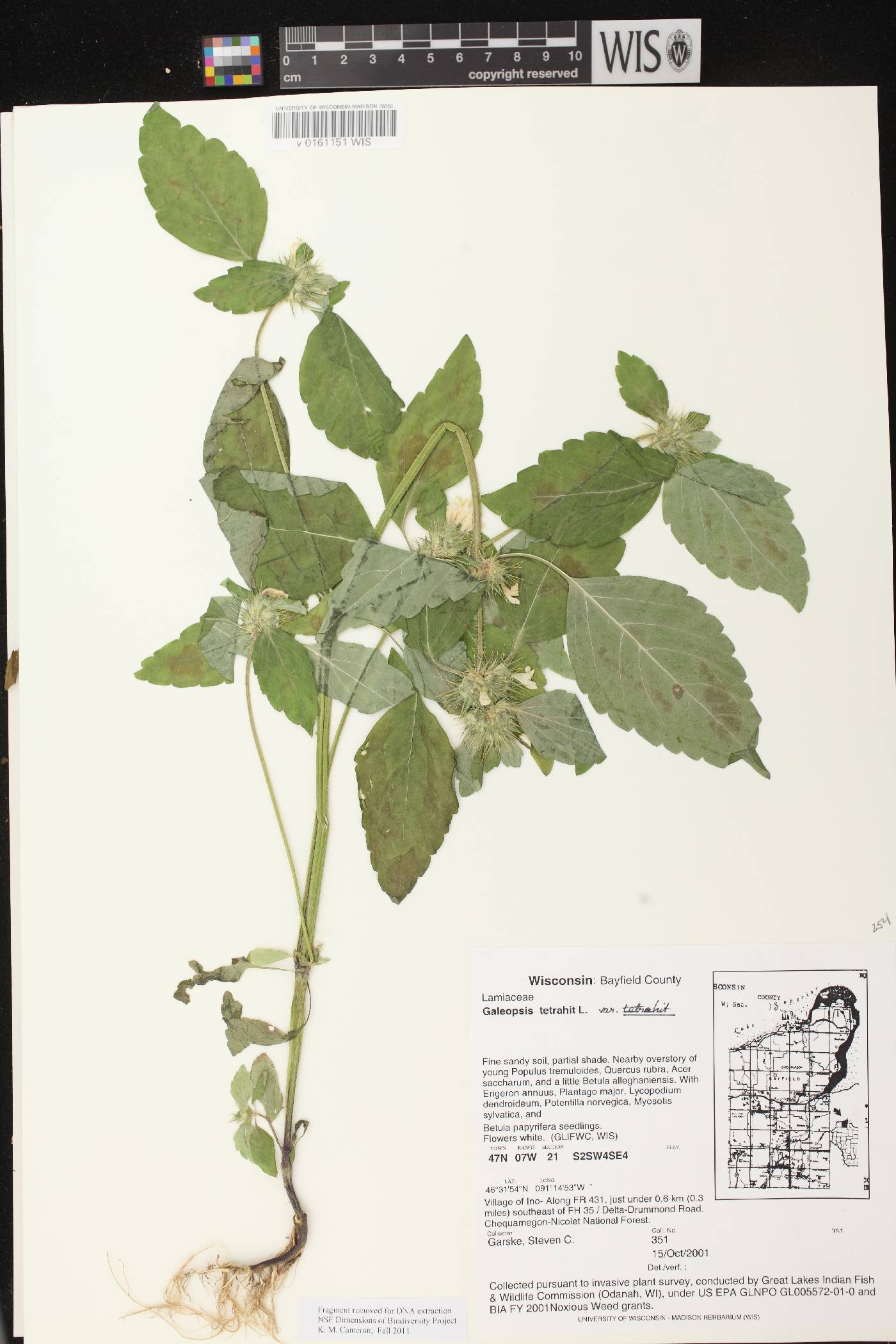 Galeopsis tetrahit image