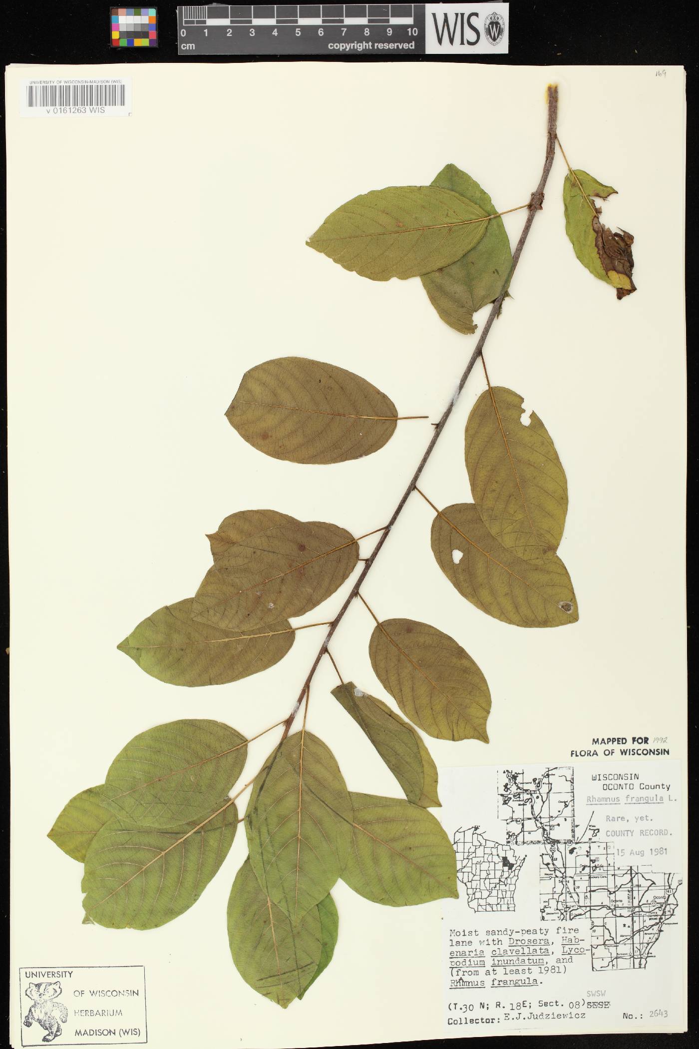 Frangula alnus image