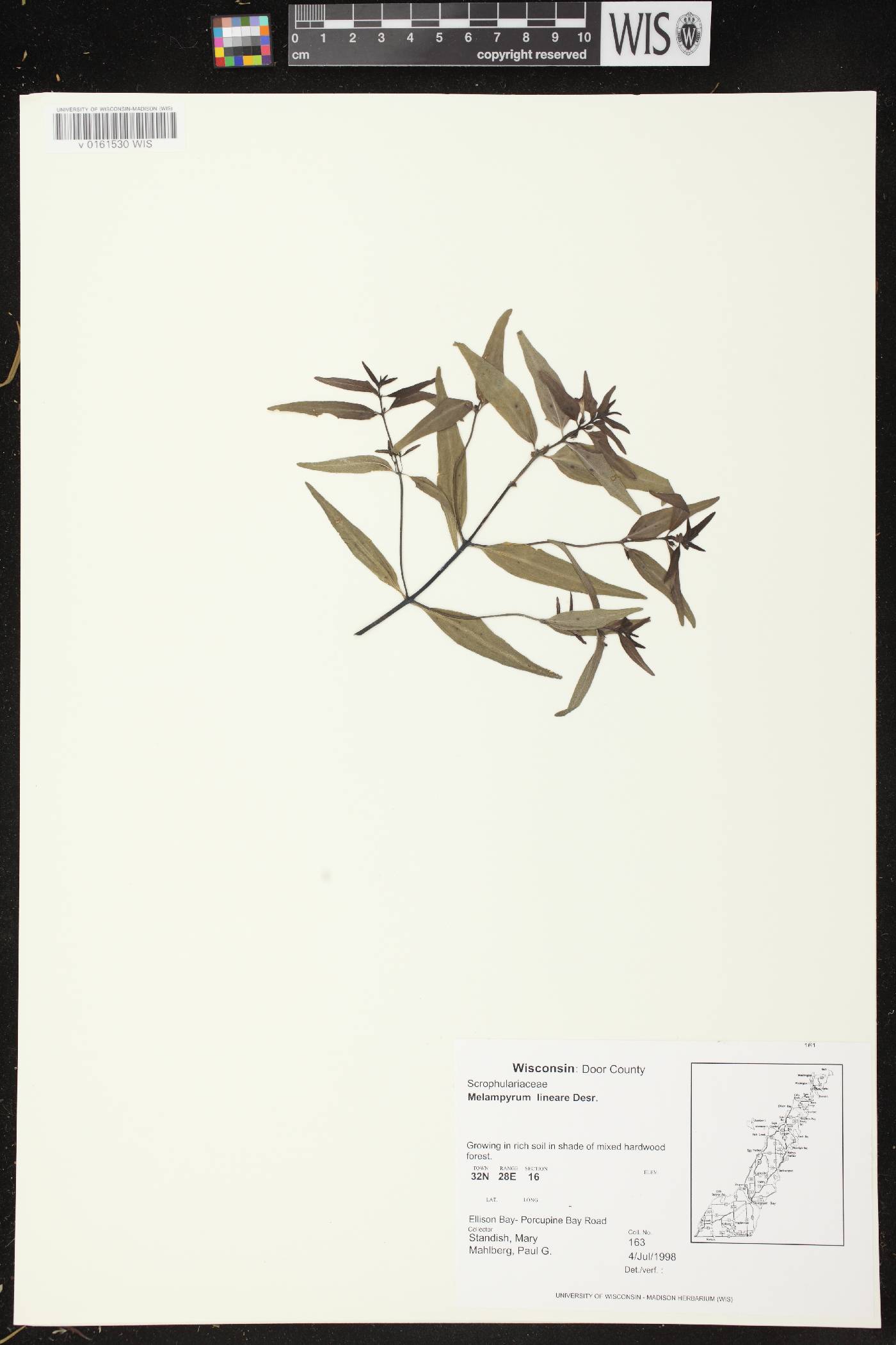Melampyrum lineare image