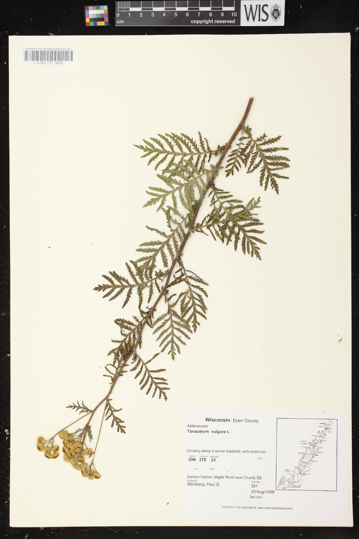 Tanacetum vulgare image