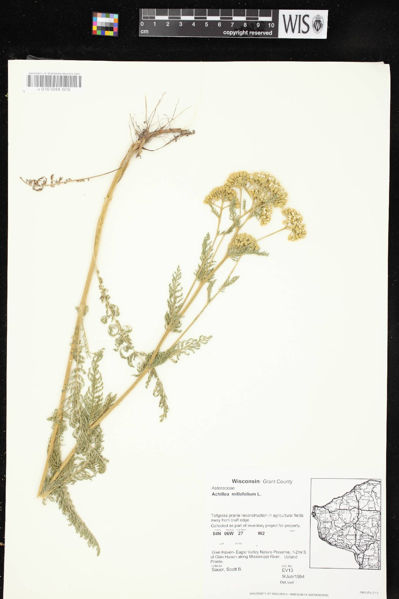 Achillea millefolium image