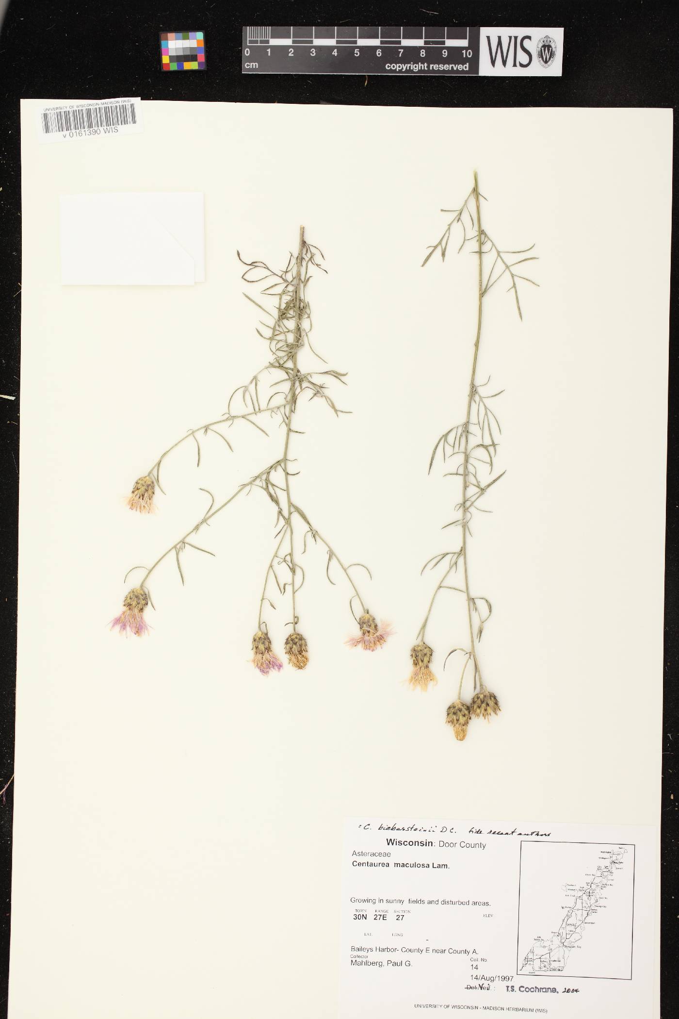 Centaurea stoebe subsp. micranthos image