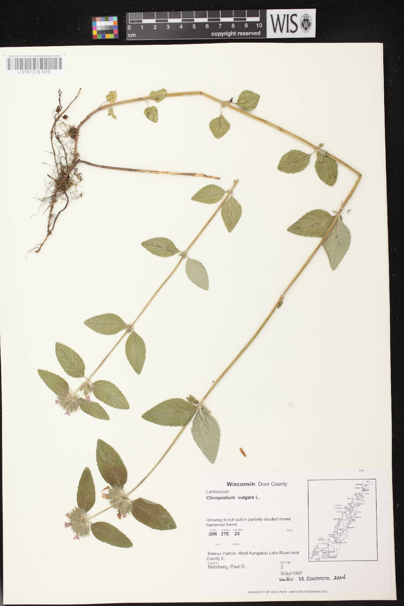 Clinopodium vulgare image