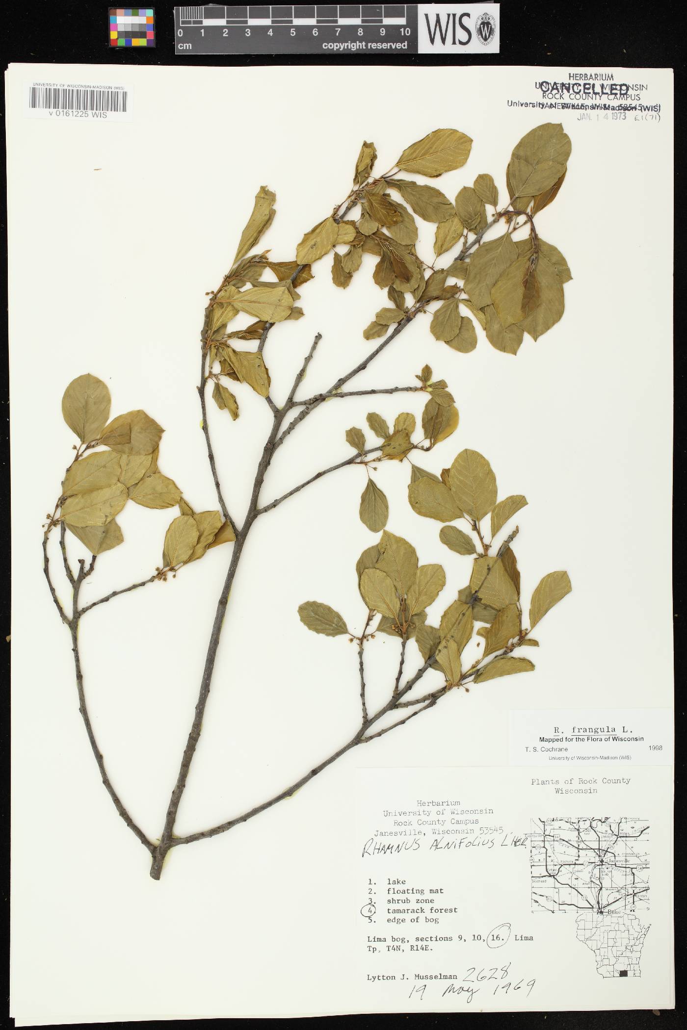 Frangula alnus image
