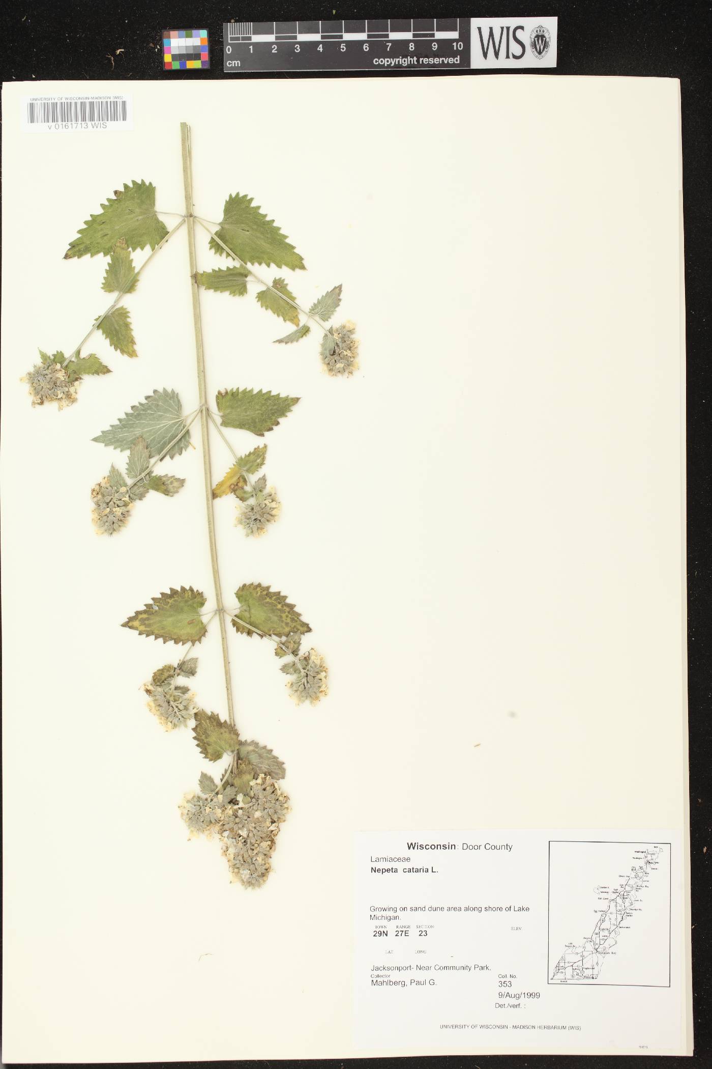 Nepeta cataria image