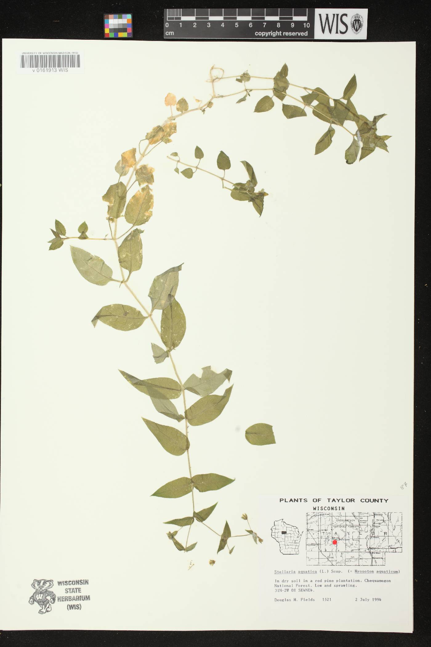 Myosoton aquaticum image