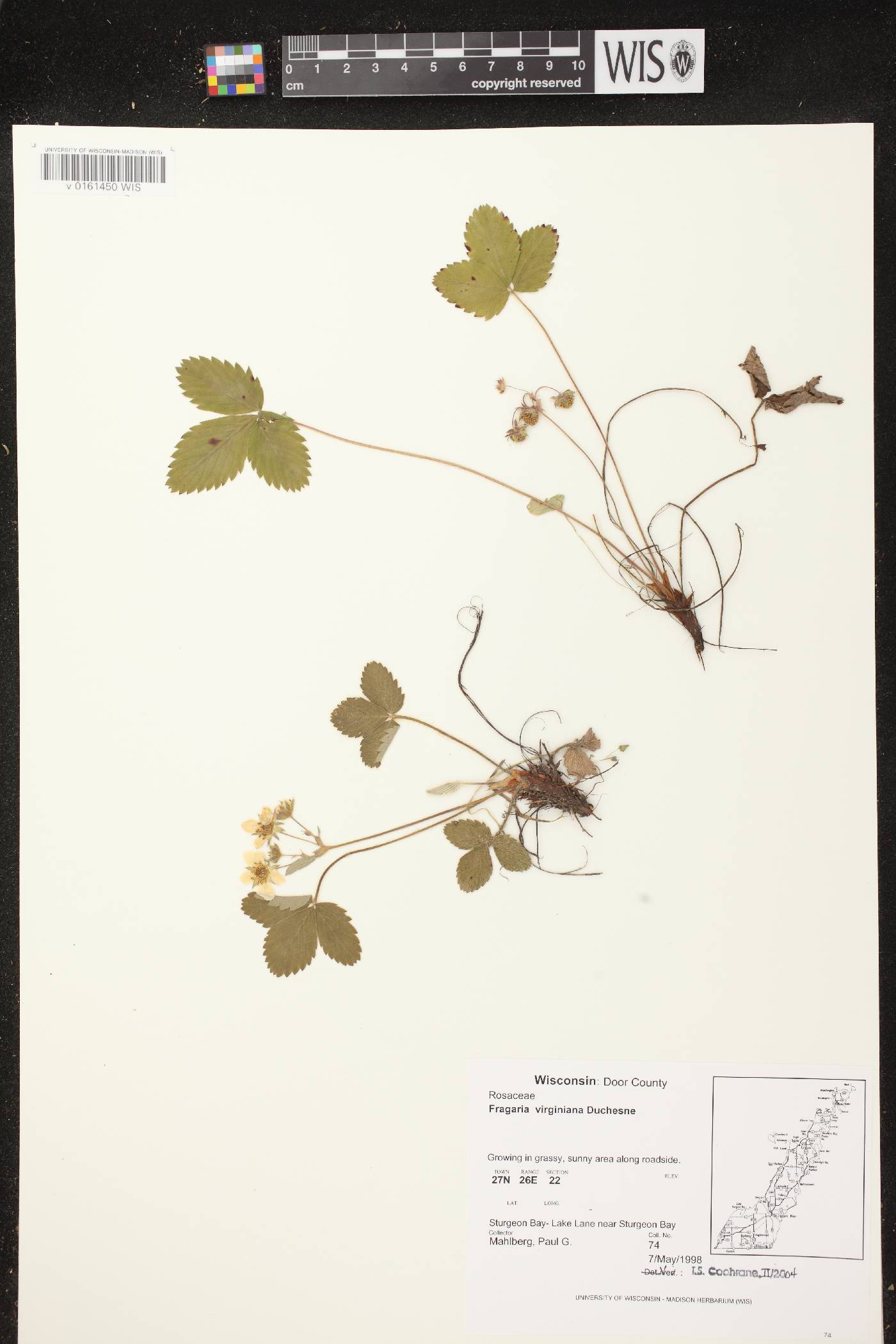 Fragaria virginiana image