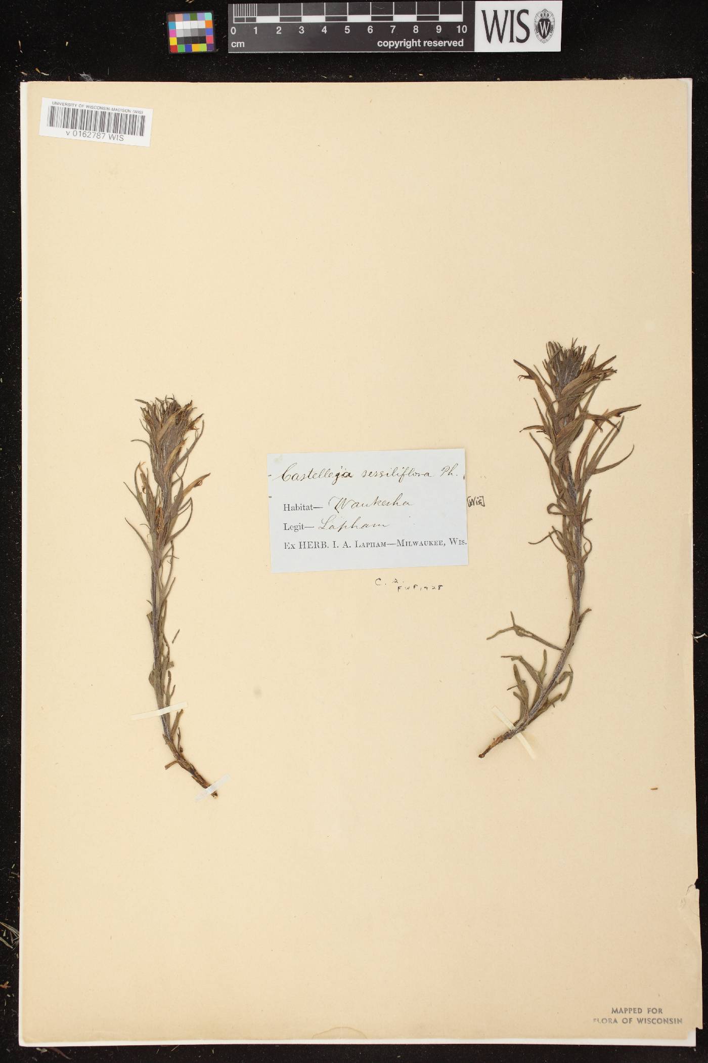 Castilleja sessiliflora image