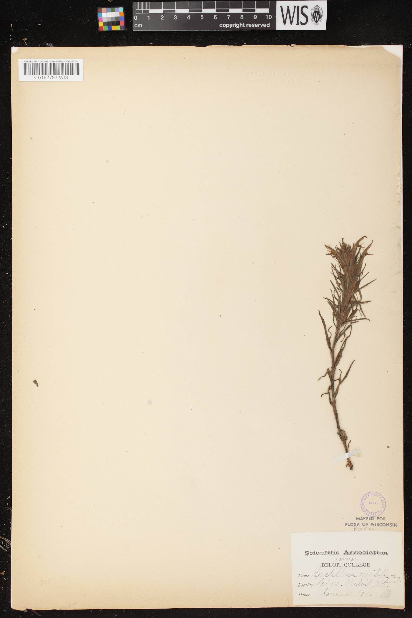 Castilleja sessiliflora image