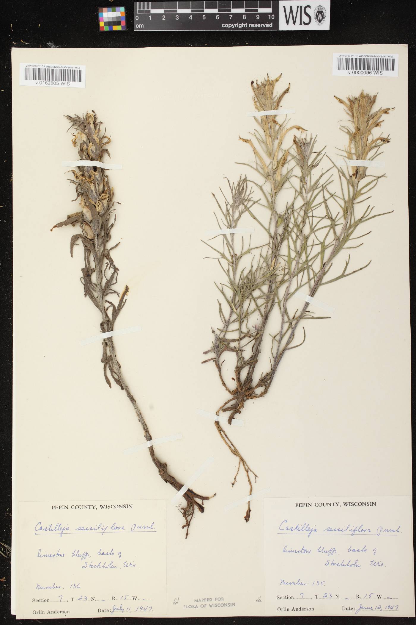 Castilleja sessiliflora image