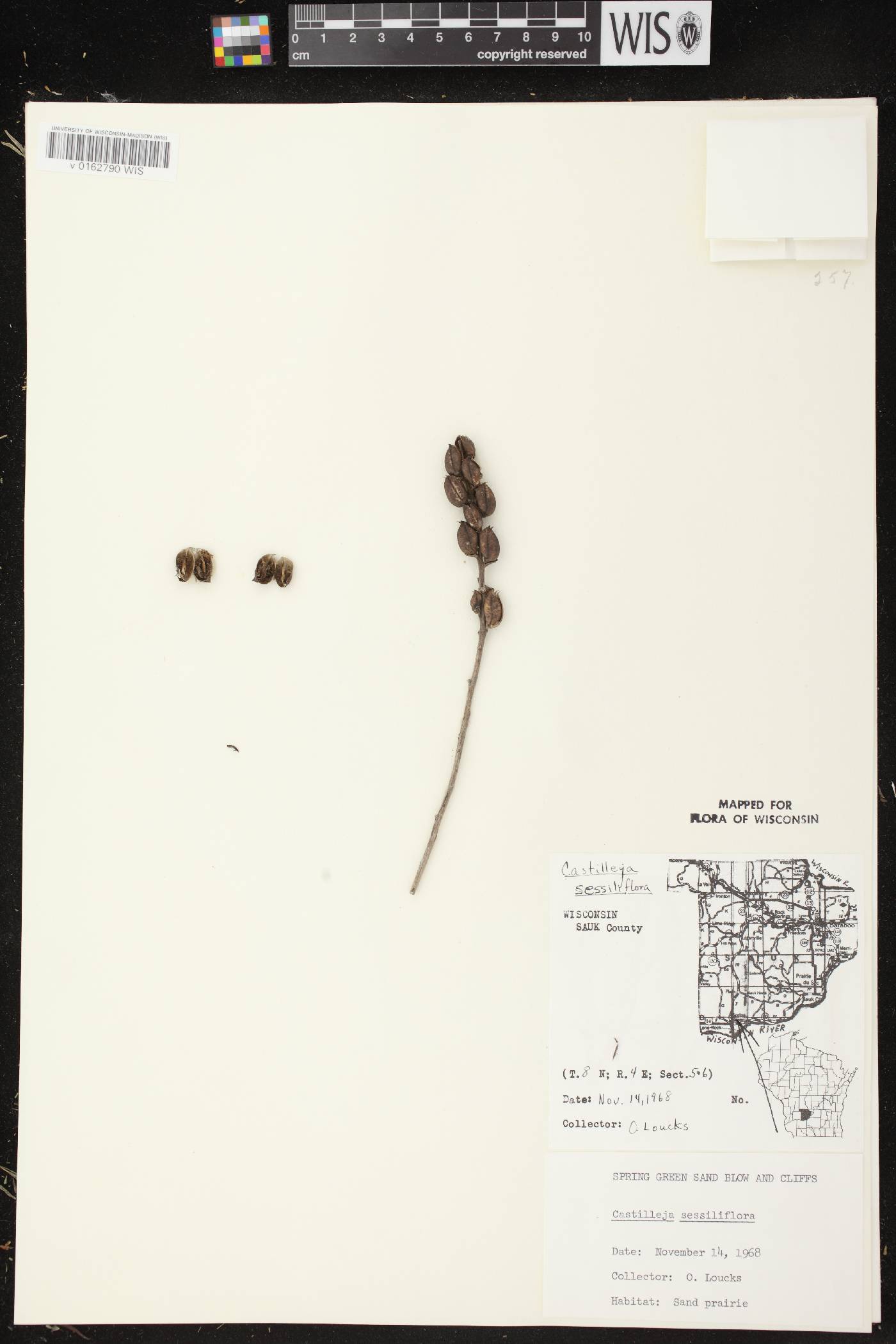 Castilleja sessiliflora image