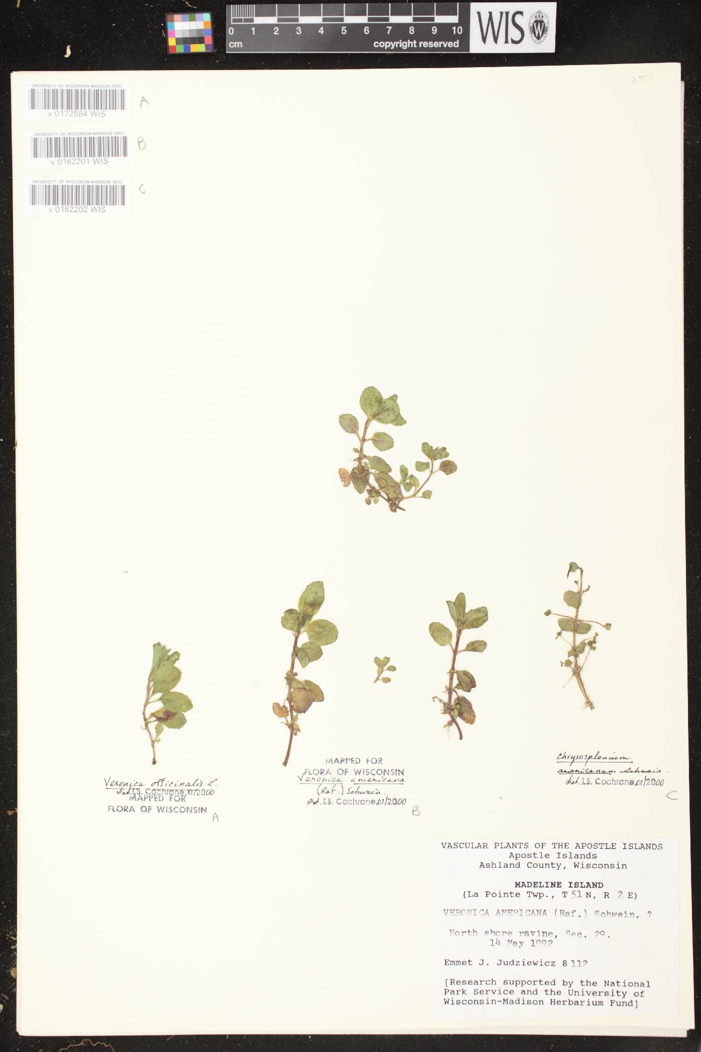 Chrysosplenium americanum image