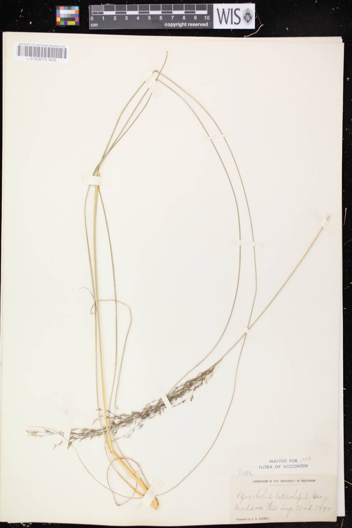 Sporobolus heterolepis image