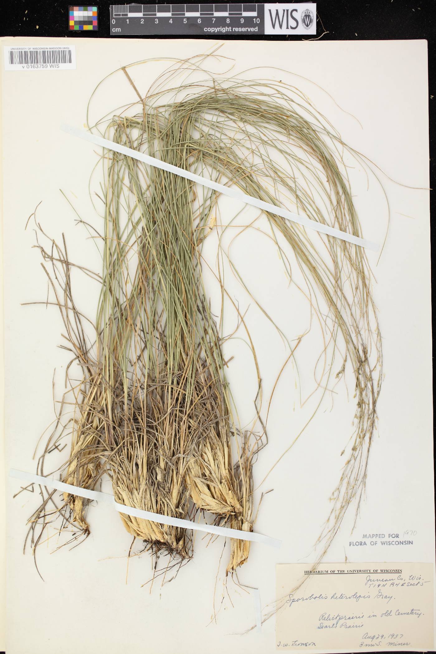 Sporobolus heterolepis image