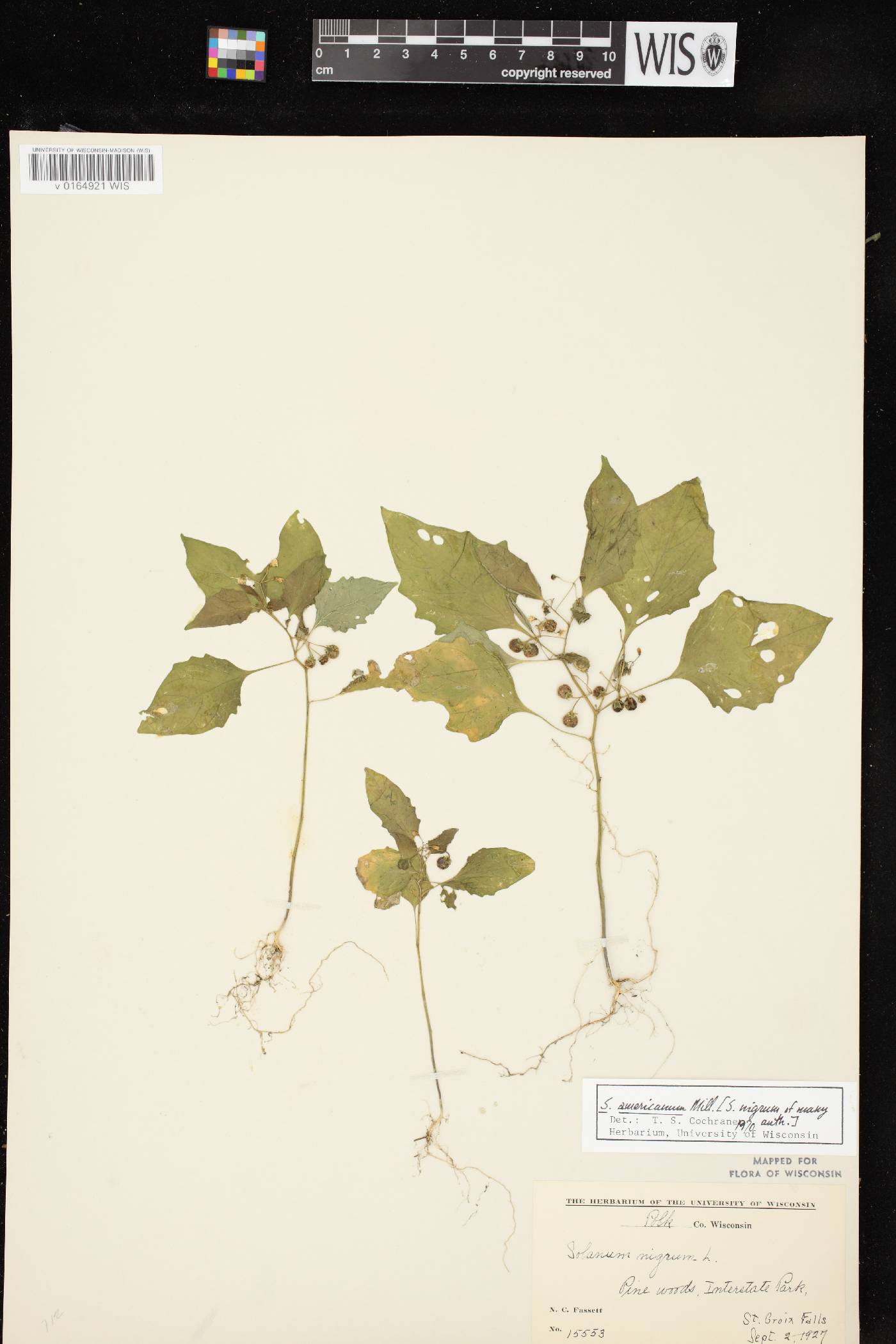 Solanum ptychanthum image
