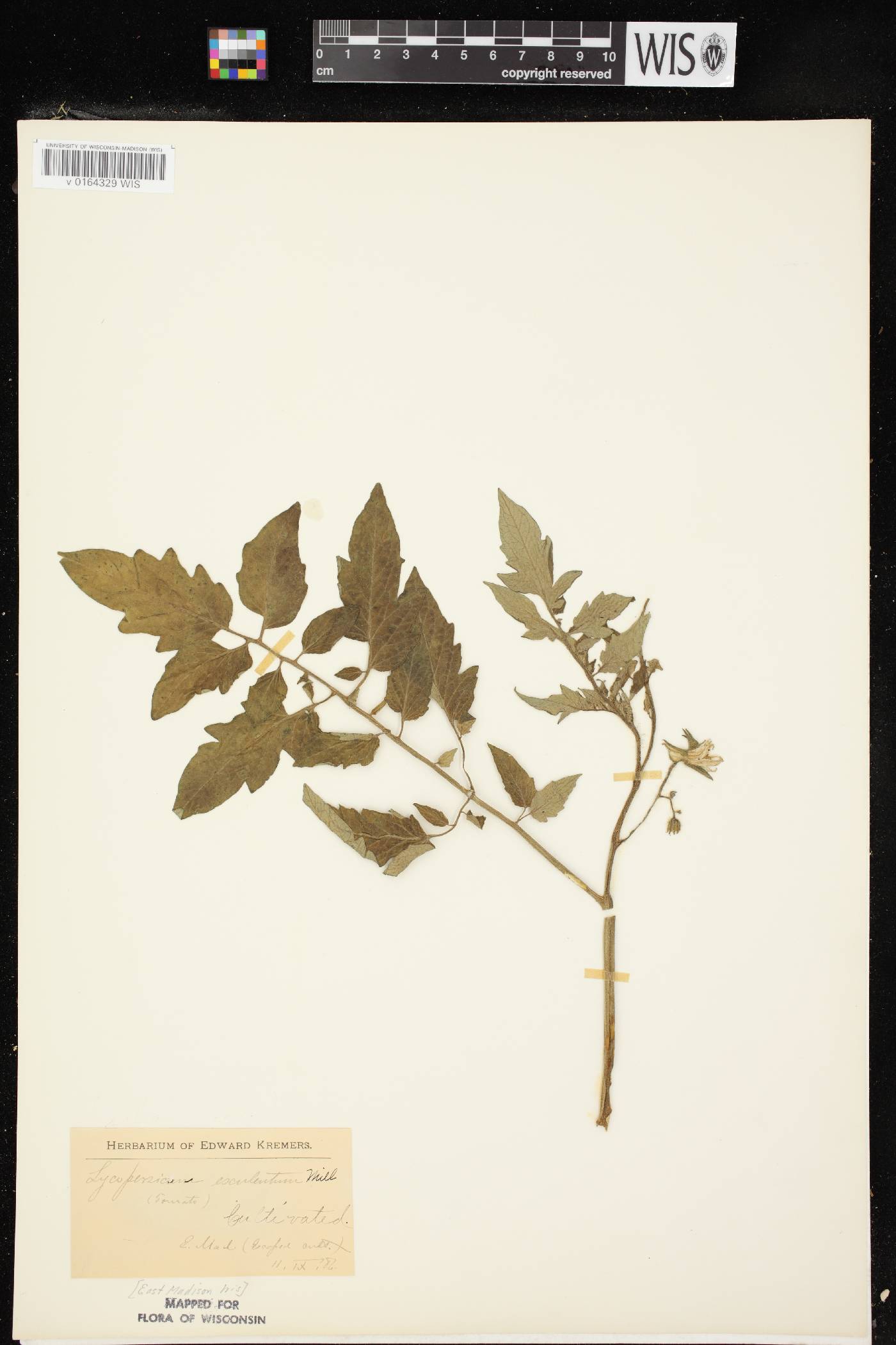 Solanum lycopersicum image