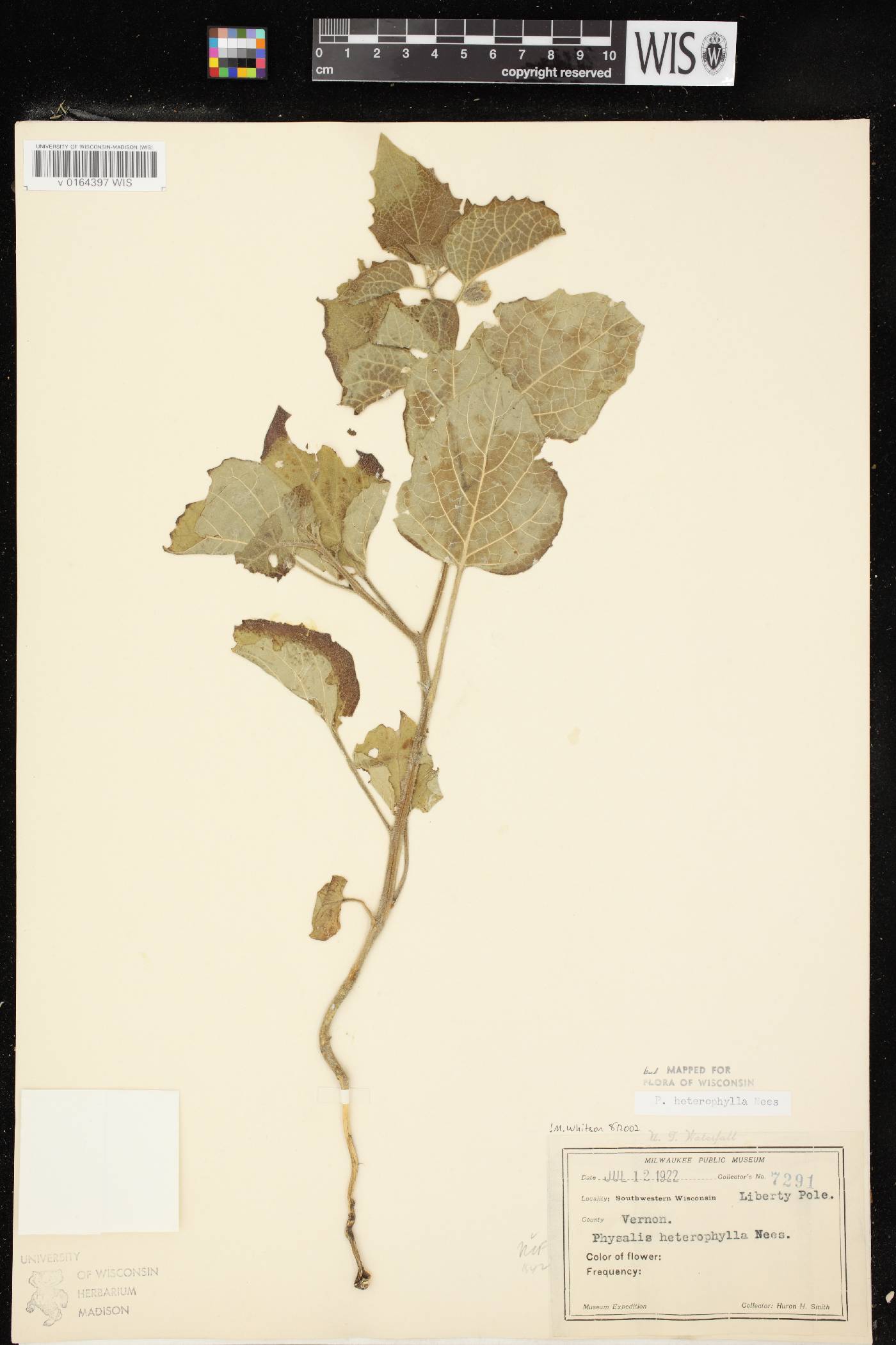 Physalis heterophylla image