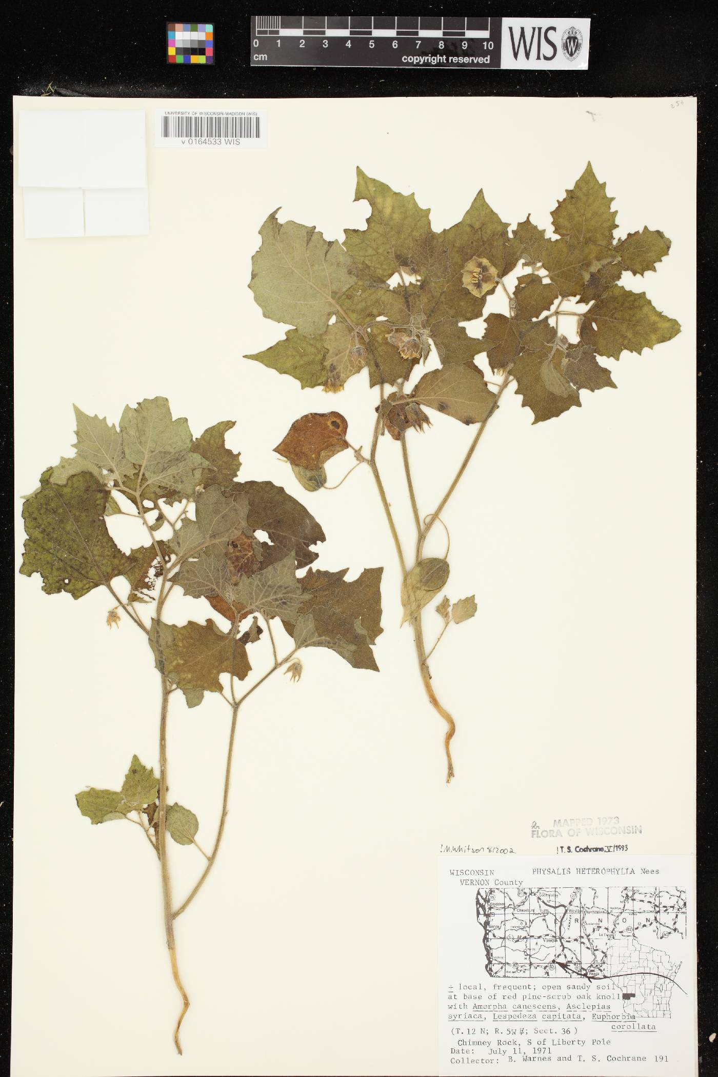 Physalis heterophylla image