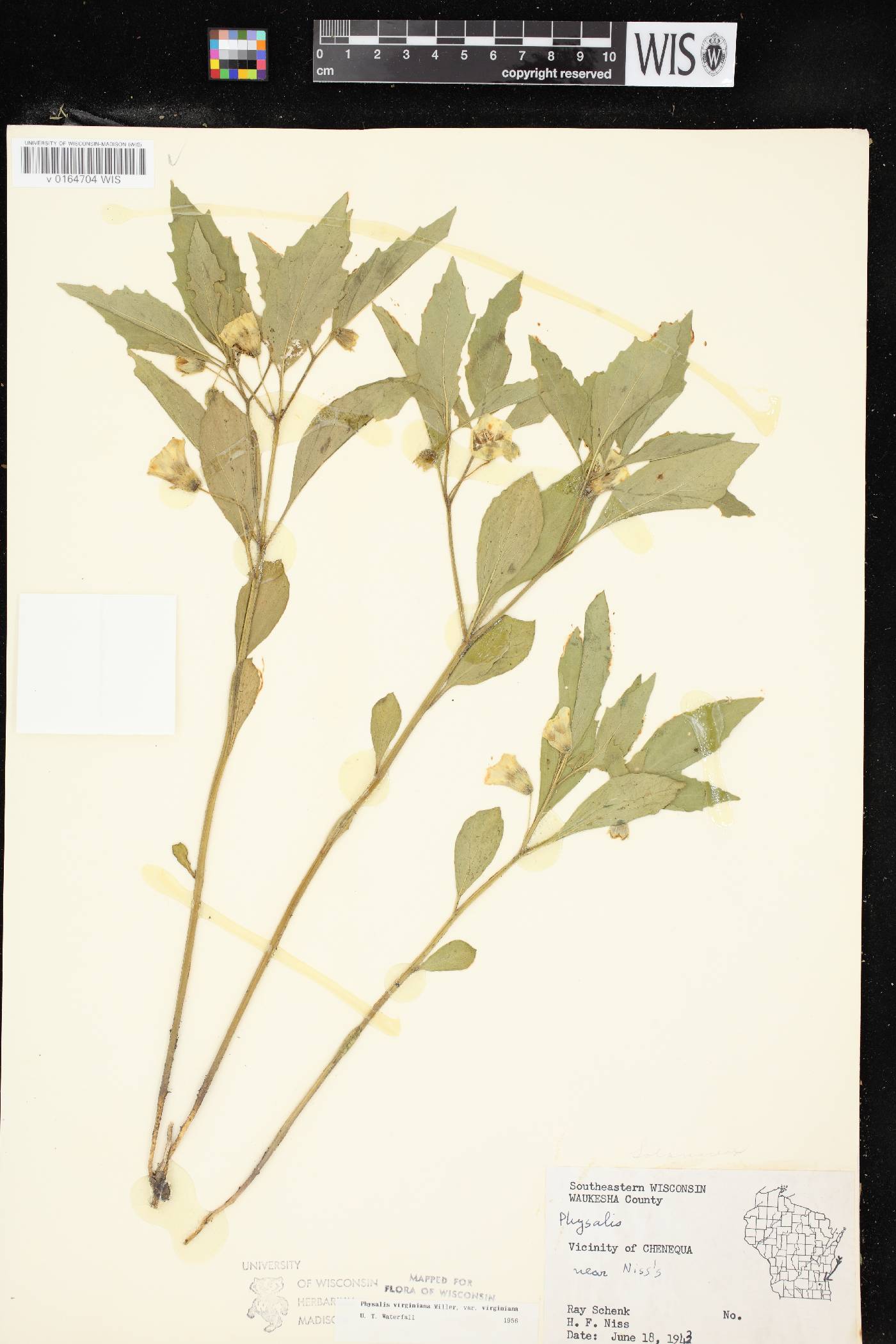 Physalis virginiana var. virginiana image
