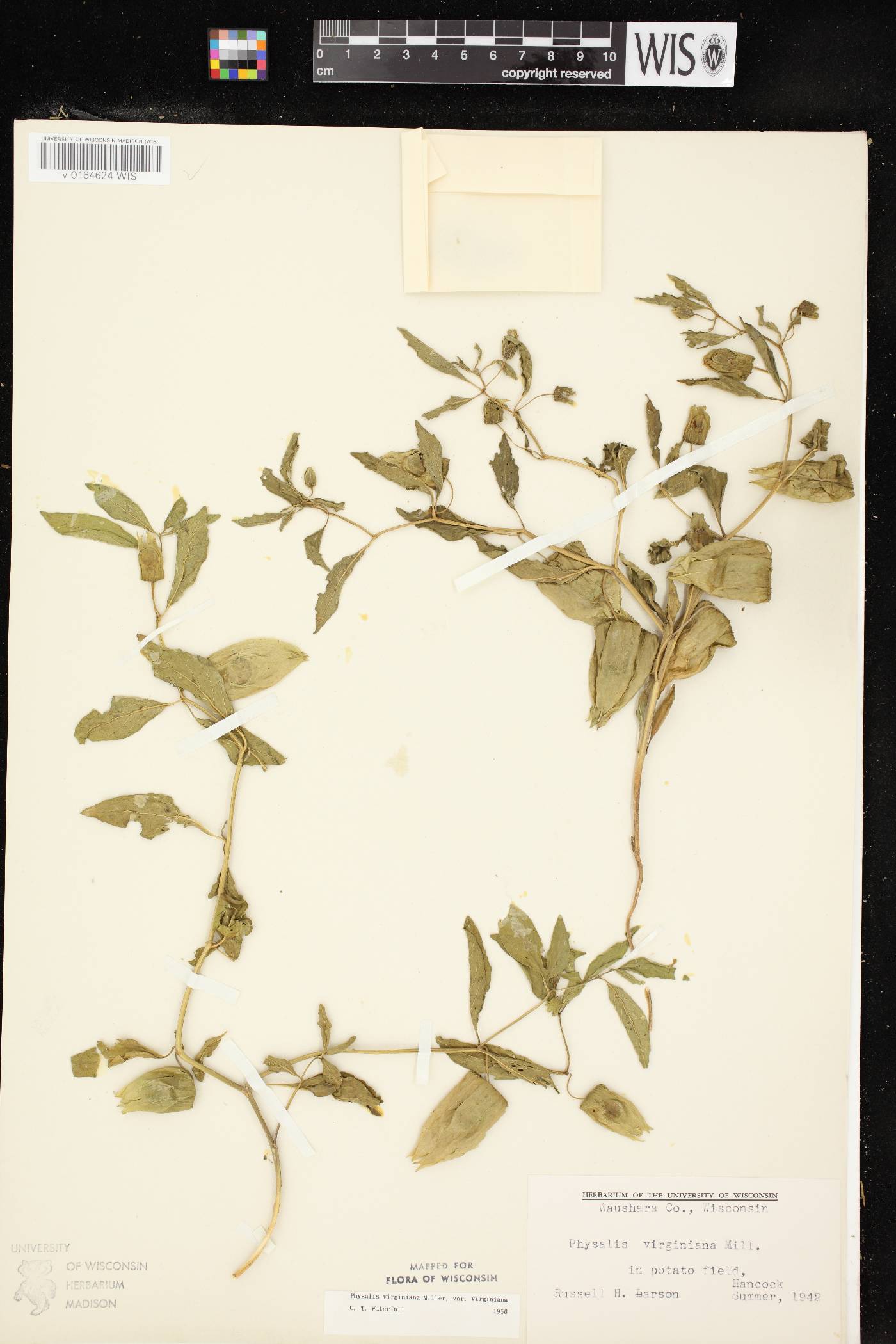 Physalis virginiana image