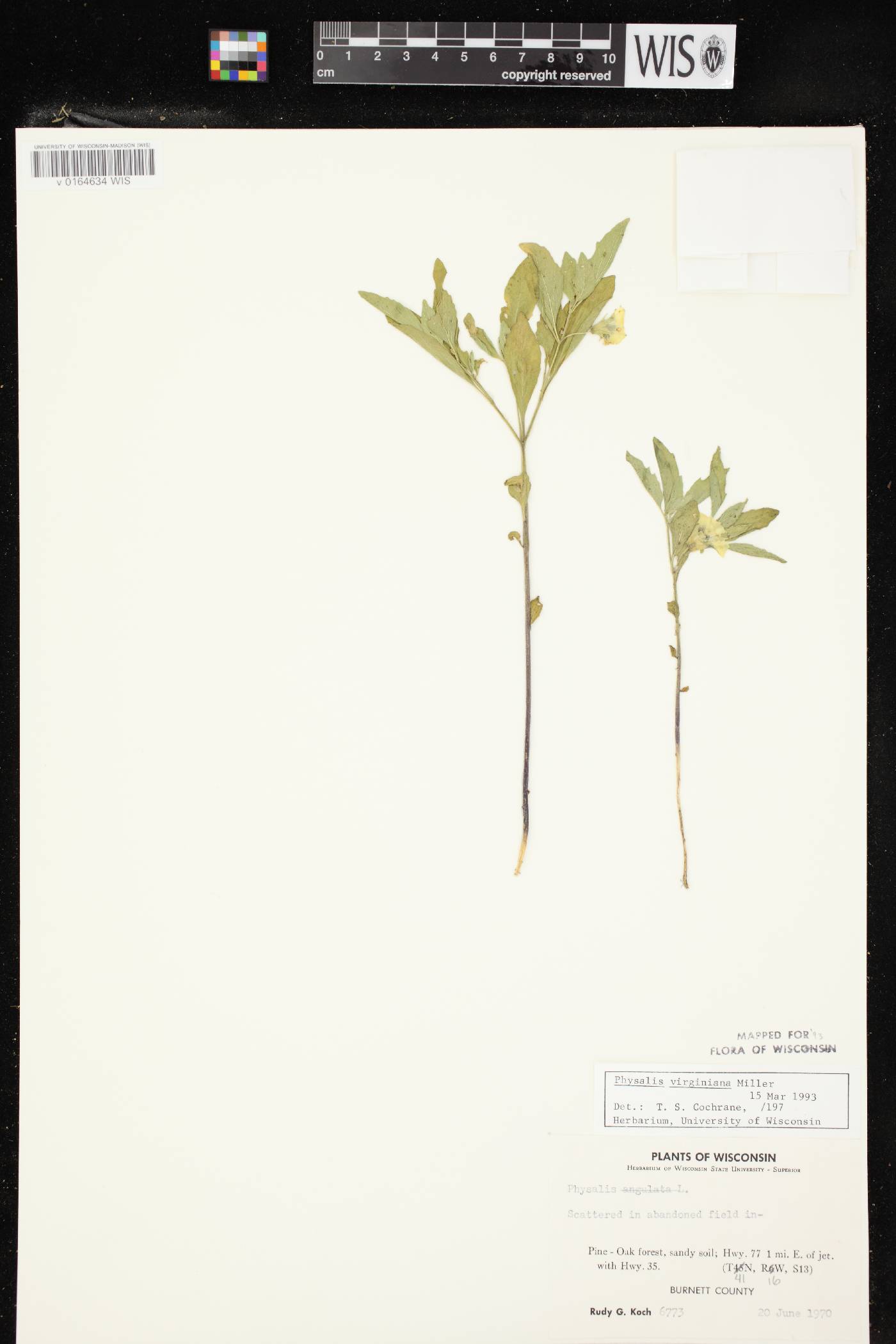 Physalis virginiana var. virginiana image