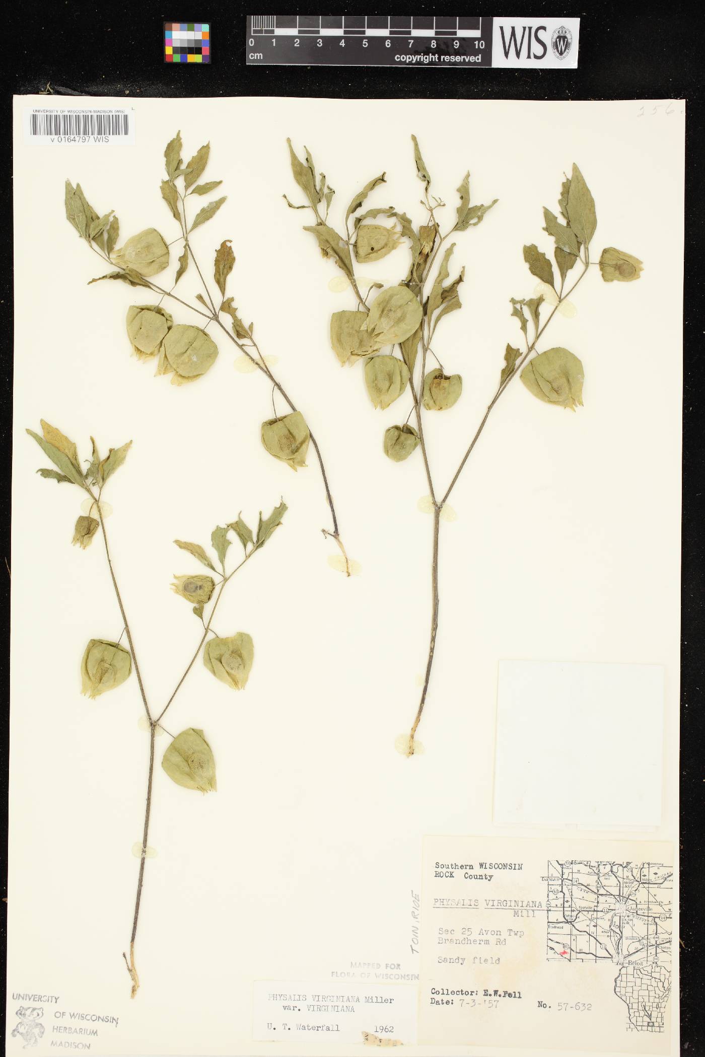 Physalis virginiana image