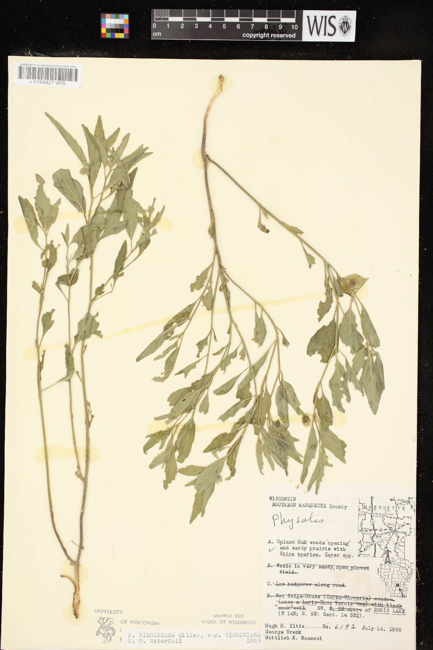Physalis virginiana image