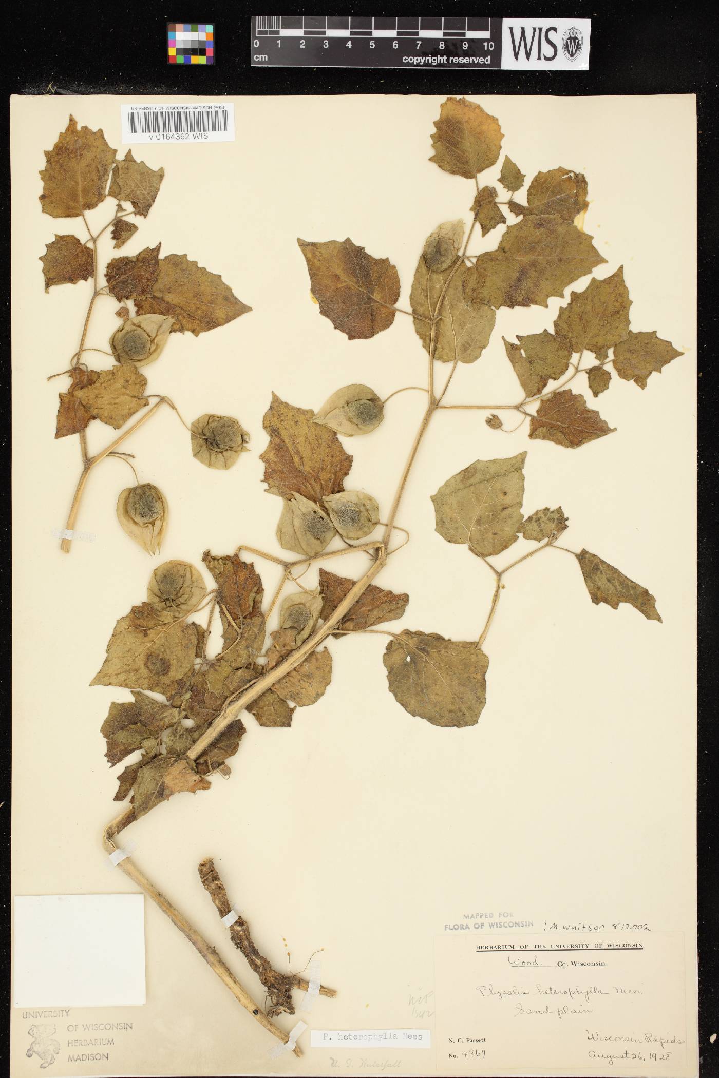 Physalis heterophylla image