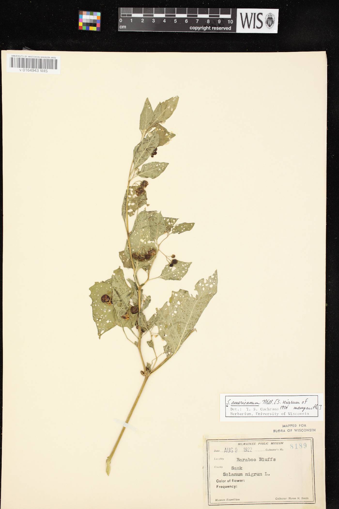 Solanum ptychanthum image