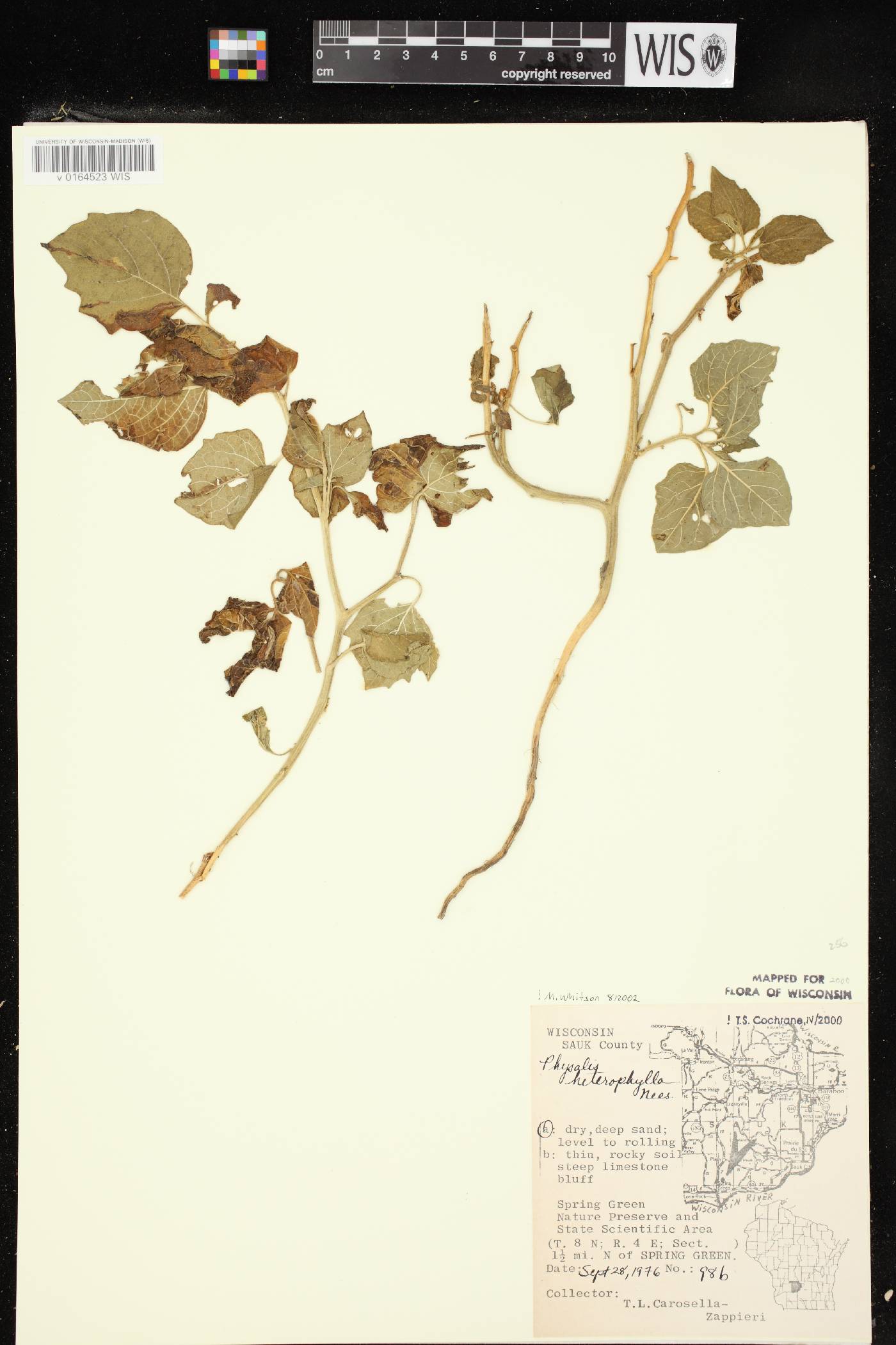 Physalis heterophylla image