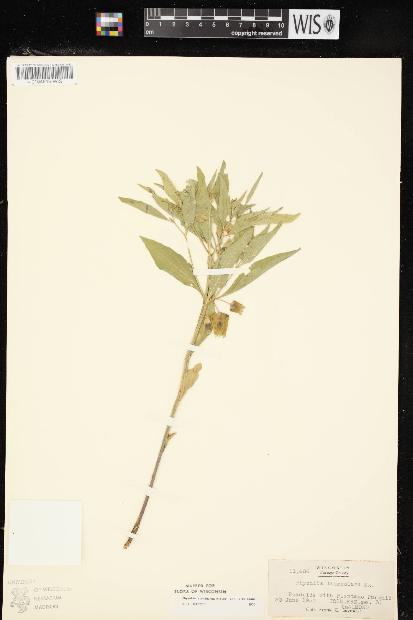 Physalis virginiana image